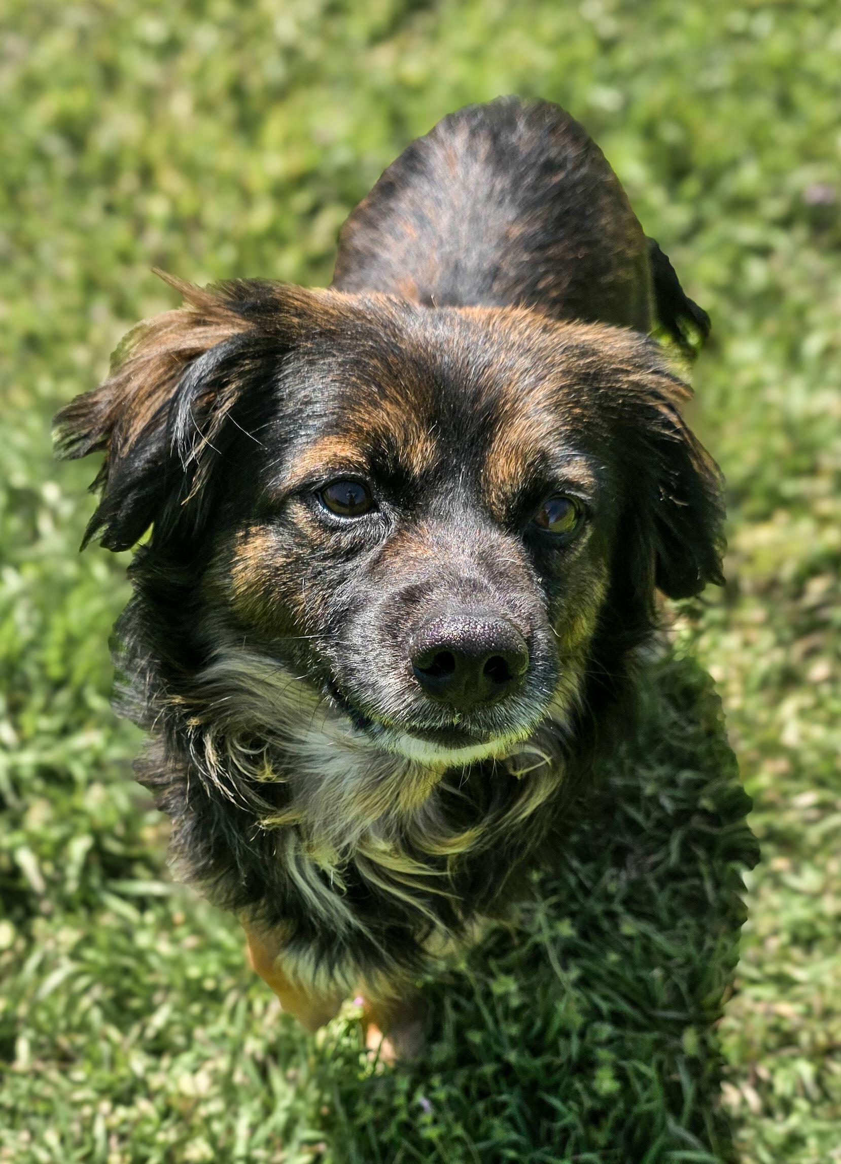 Enlarge Smokey, an adopted mixed breed in Bothell, WA image 4/4