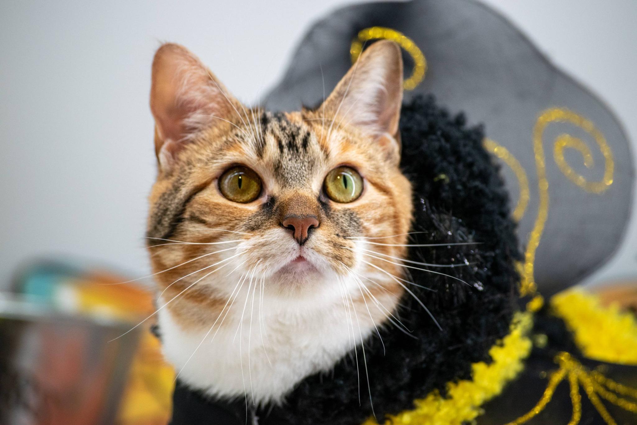 Enlarge Kaleidocat, a ADOPTABLE Domestic Short Hair in Sevierville, TN image 3/5