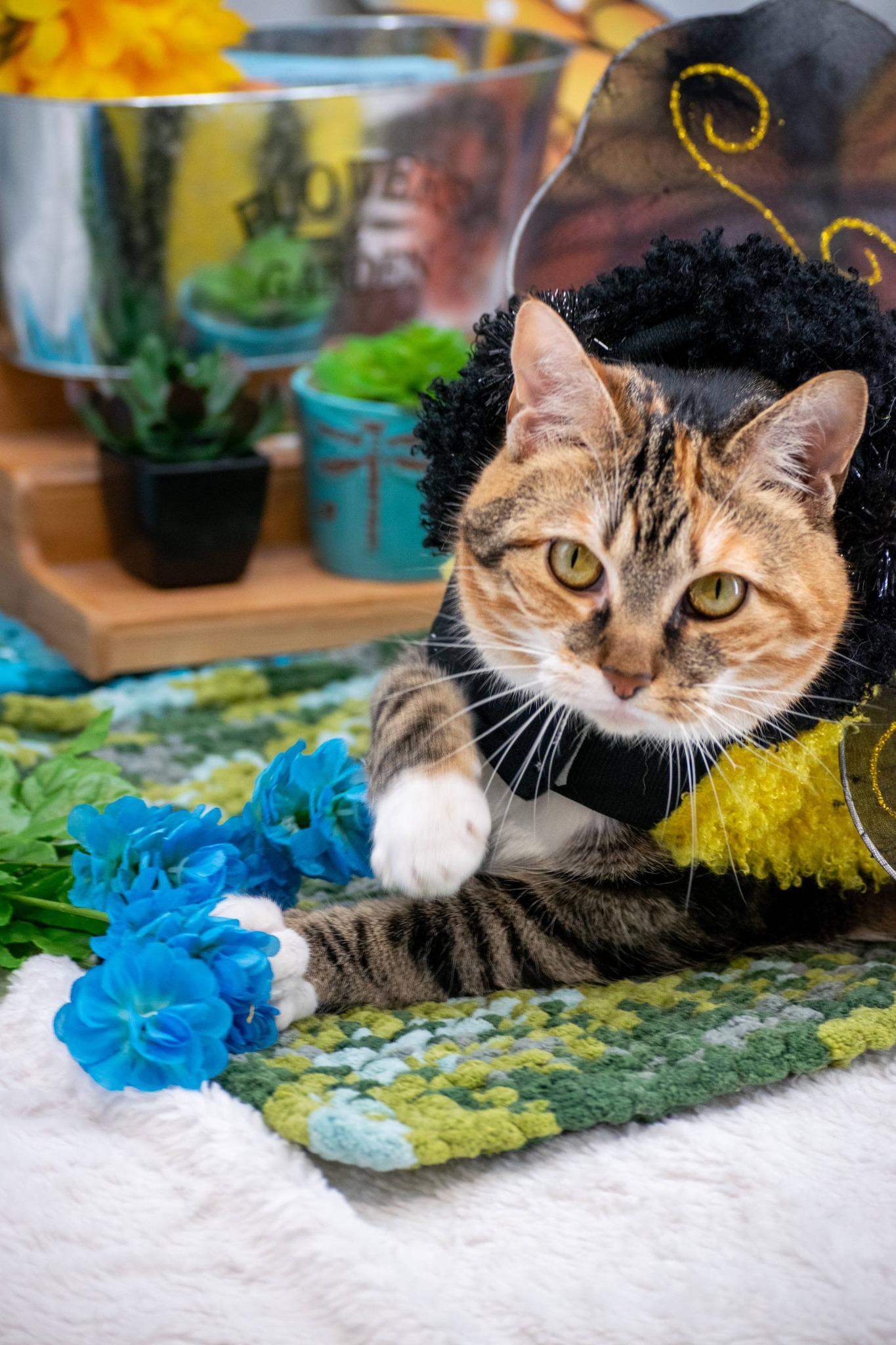 Enlarge Kaleidocat, a ADOPTABLE Domestic Short Hair in Sevierville, TN image 2/5