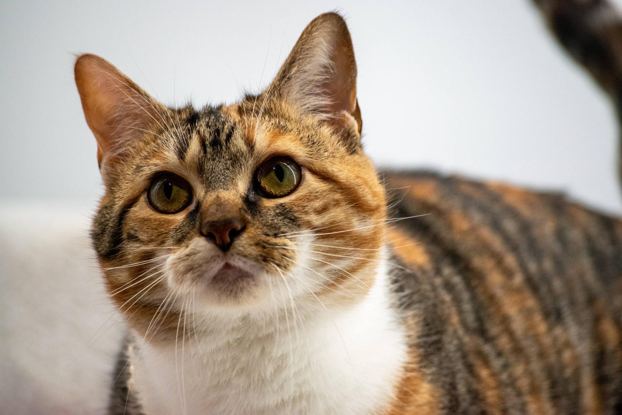 Enlarge Kaleidocat, a ADOPTABLE Domestic Short Hair in Sevierville, TN image 2/4