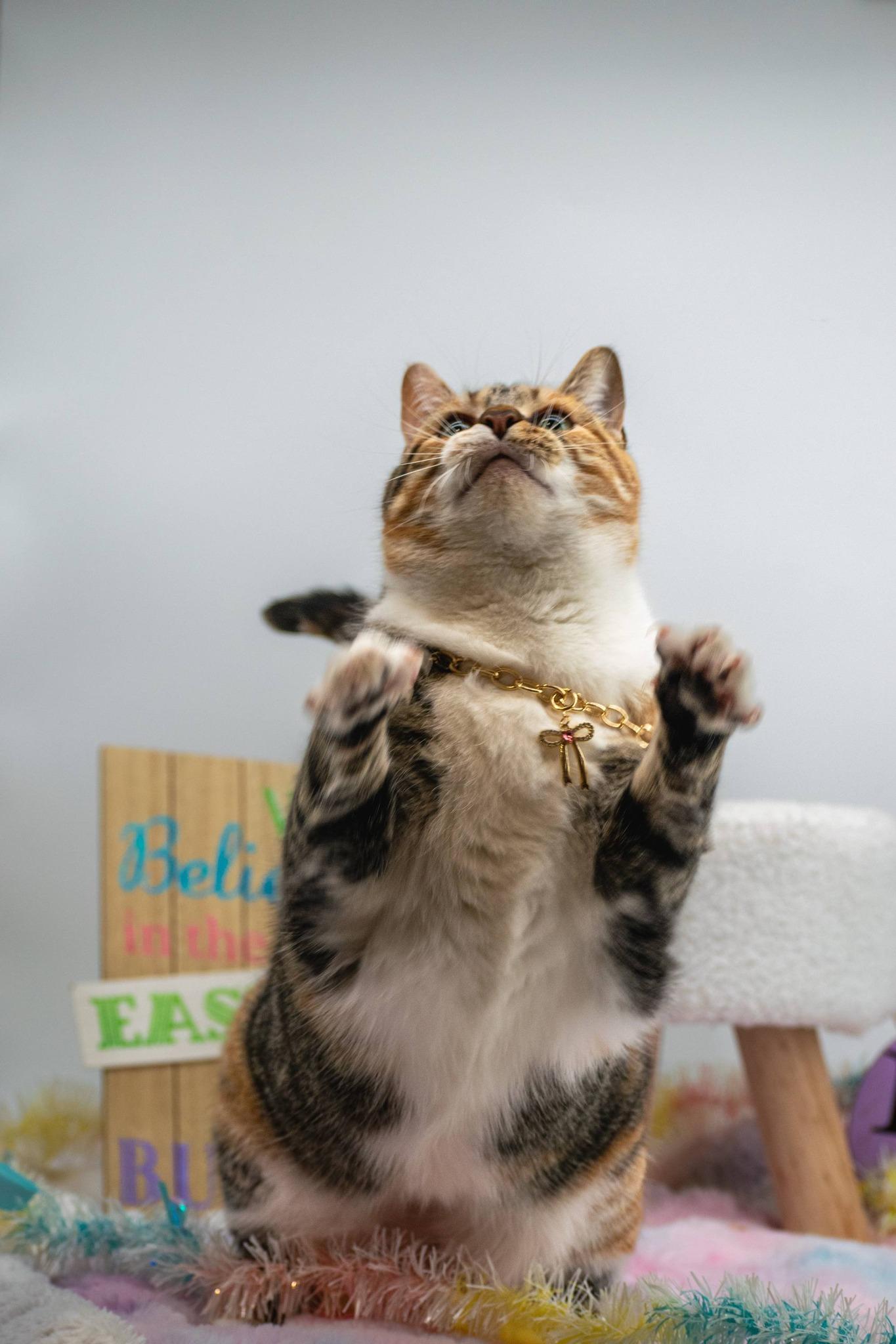 Enlarge Kaleidocat, a ADOPTABLE Domestic Short Hair in Sevierville, TN image 4/4