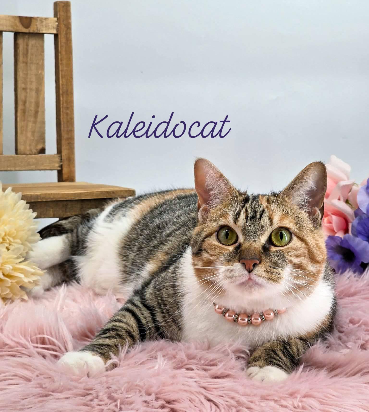 Kaleidocat, ADOPTABLE, Adult Female Domestic Short Hair.