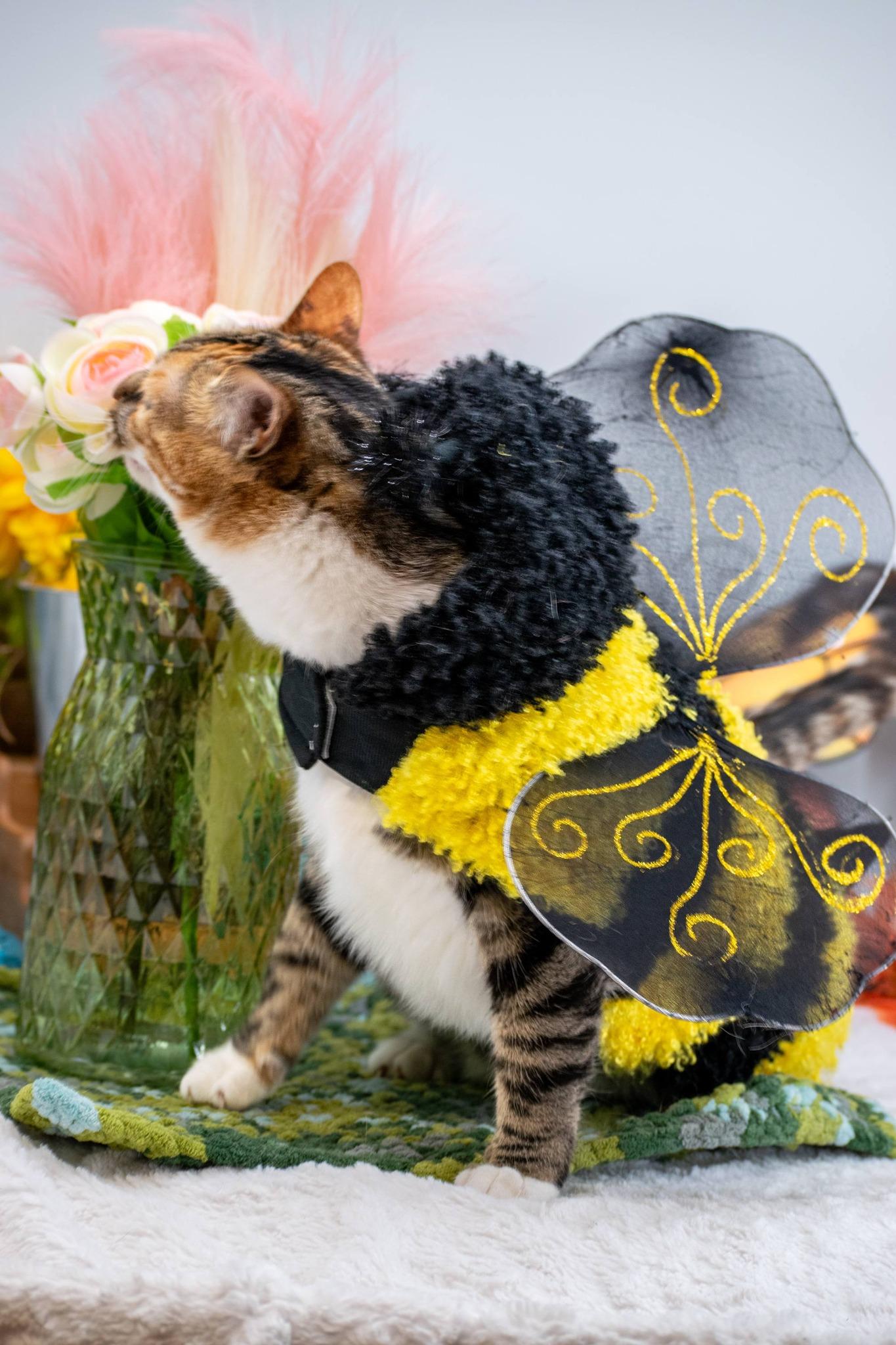 Enlarge Kaleidocat, a ADOPTABLE Domestic Short Hair in Sevierville, TN image 4/5