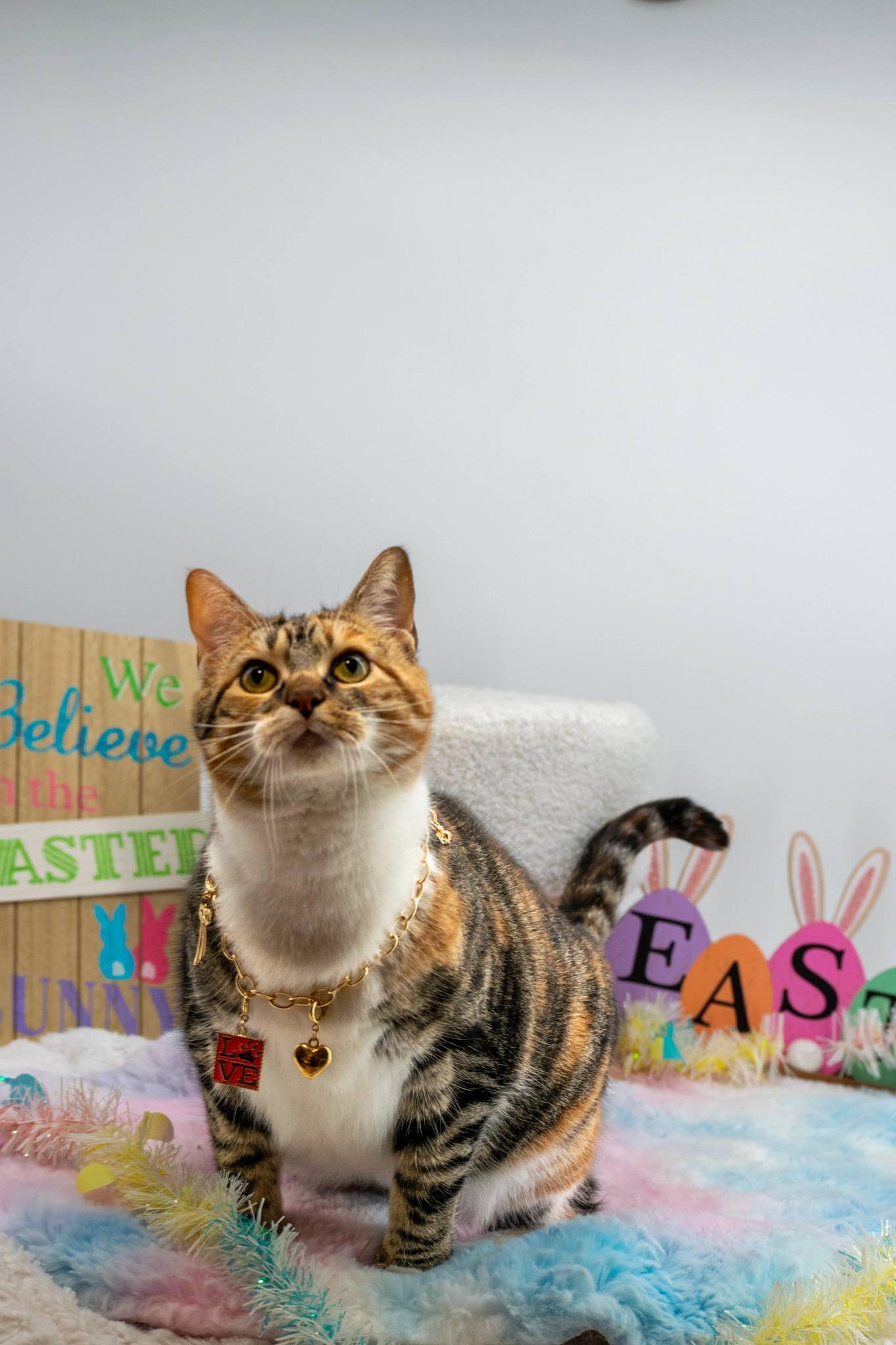 Enlarge Kaleidocat, a ADOPTABLE Domestic Short Hair in Sevierville, TN image 3/4