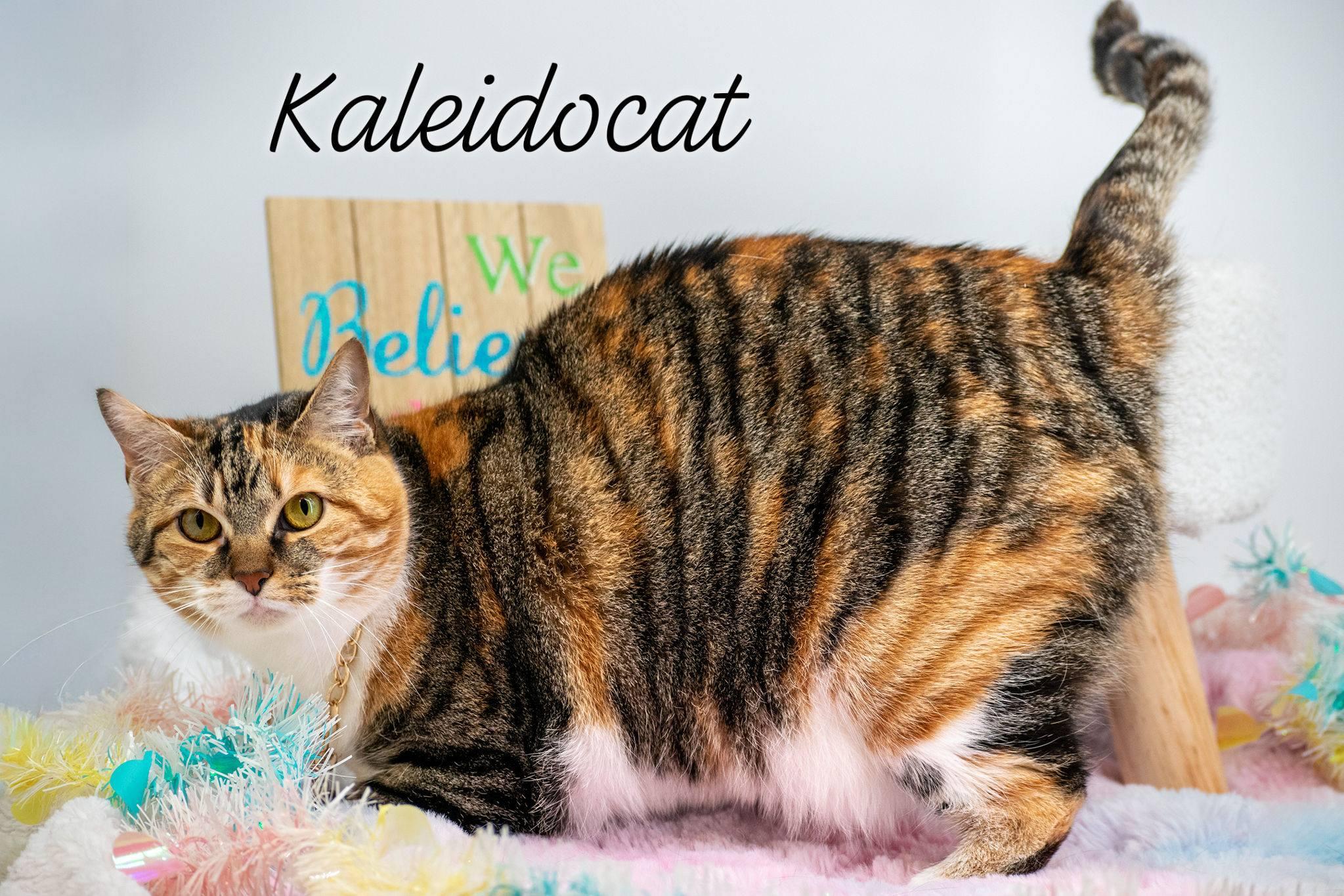 Kaleidocat, ADOPTABLE, Adult Female Domestic Short Hair.