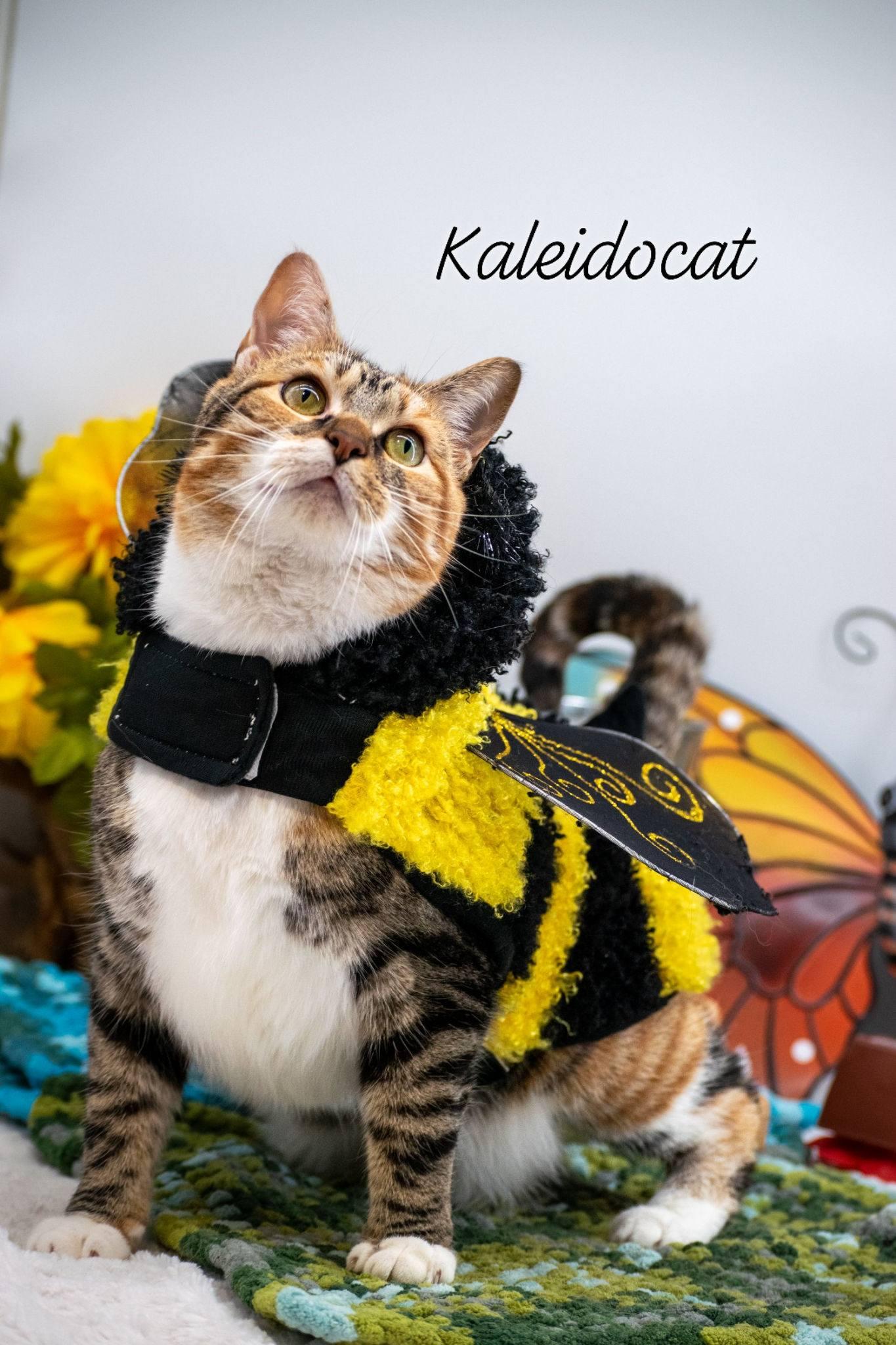Kaleidocat, ADOPTABLE, Adult Female Domestic Short Hair.