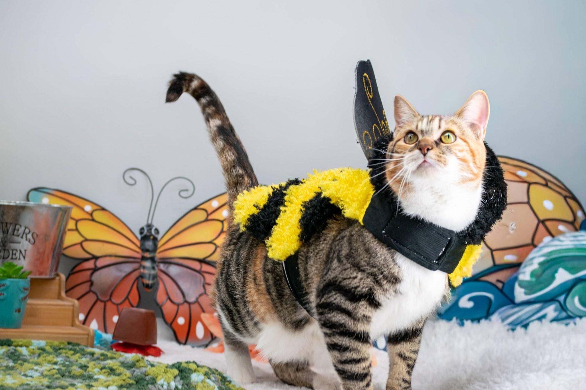 Enlarge Kaleidocat, a ADOPTABLE Domestic Short Hair in Sevierville, TN image 5/5