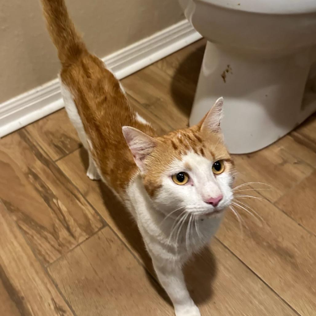 Niko, Adoptable, Adult Male Domestic Short Hair.