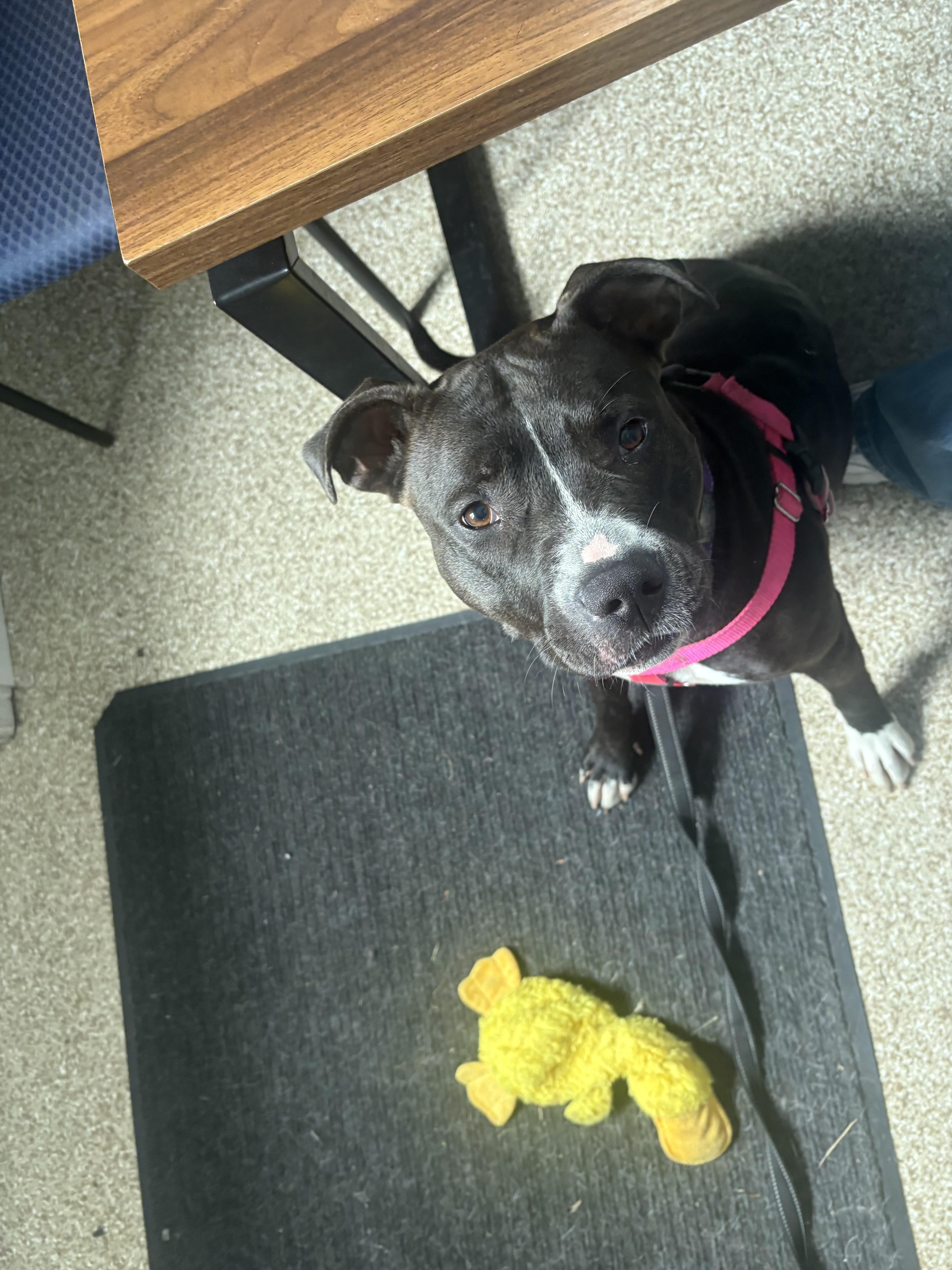 Nala, Adoptable, Young Female Pit Bull Terrier.