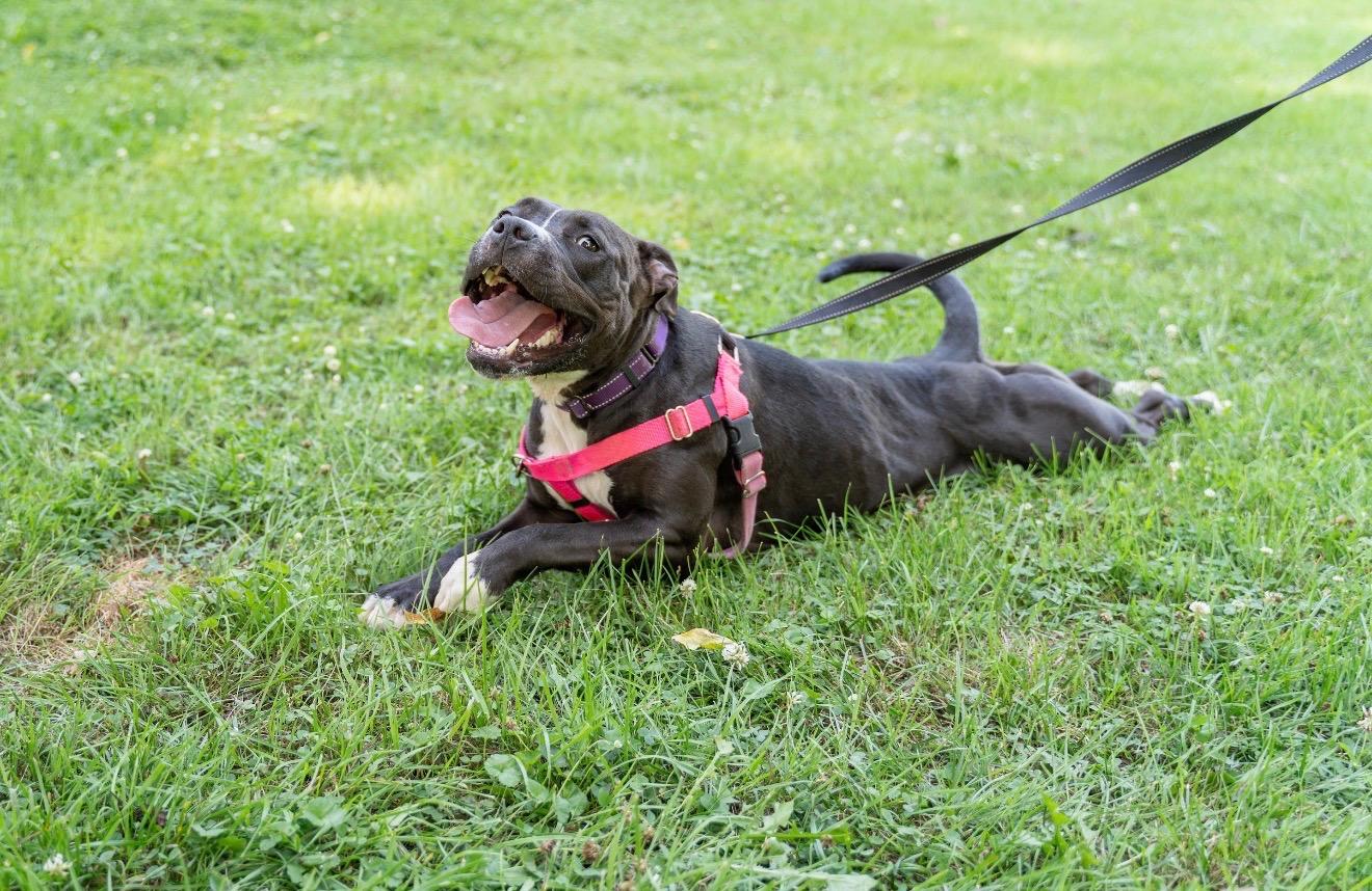 Nala, a Adoptable Pit Bull Terrier in Dillsburg, PA image 1/6