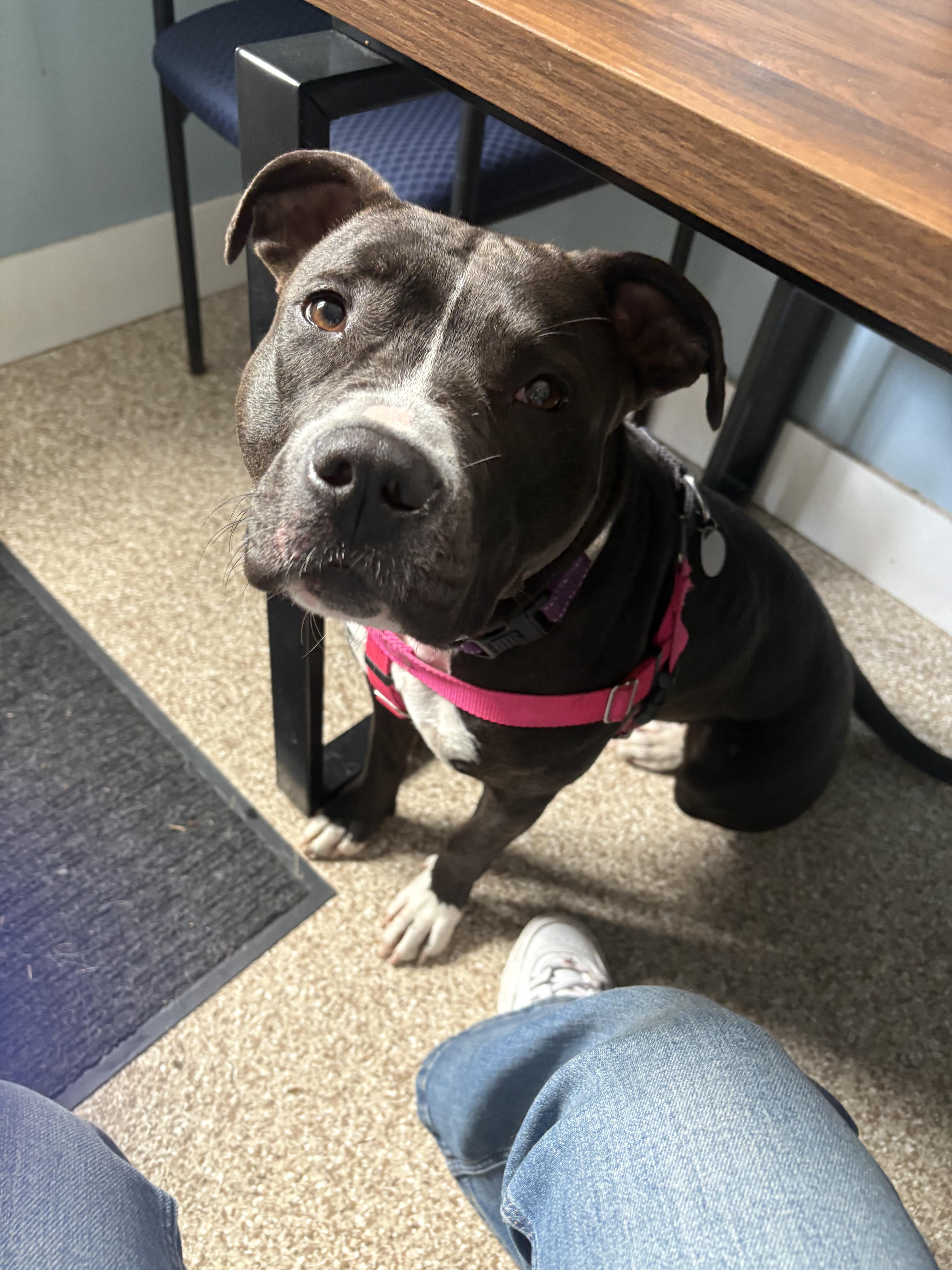 Nala, a Adoptable Pit Bull Terrier in Dillsburg, PA image 2/5
