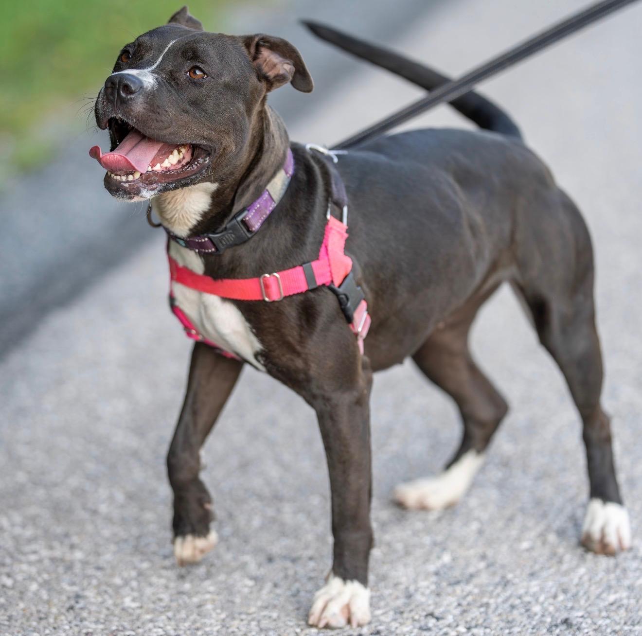 Nala, a Adoptable Pit Bull Terrier in Dillsburg, PA image 3/6