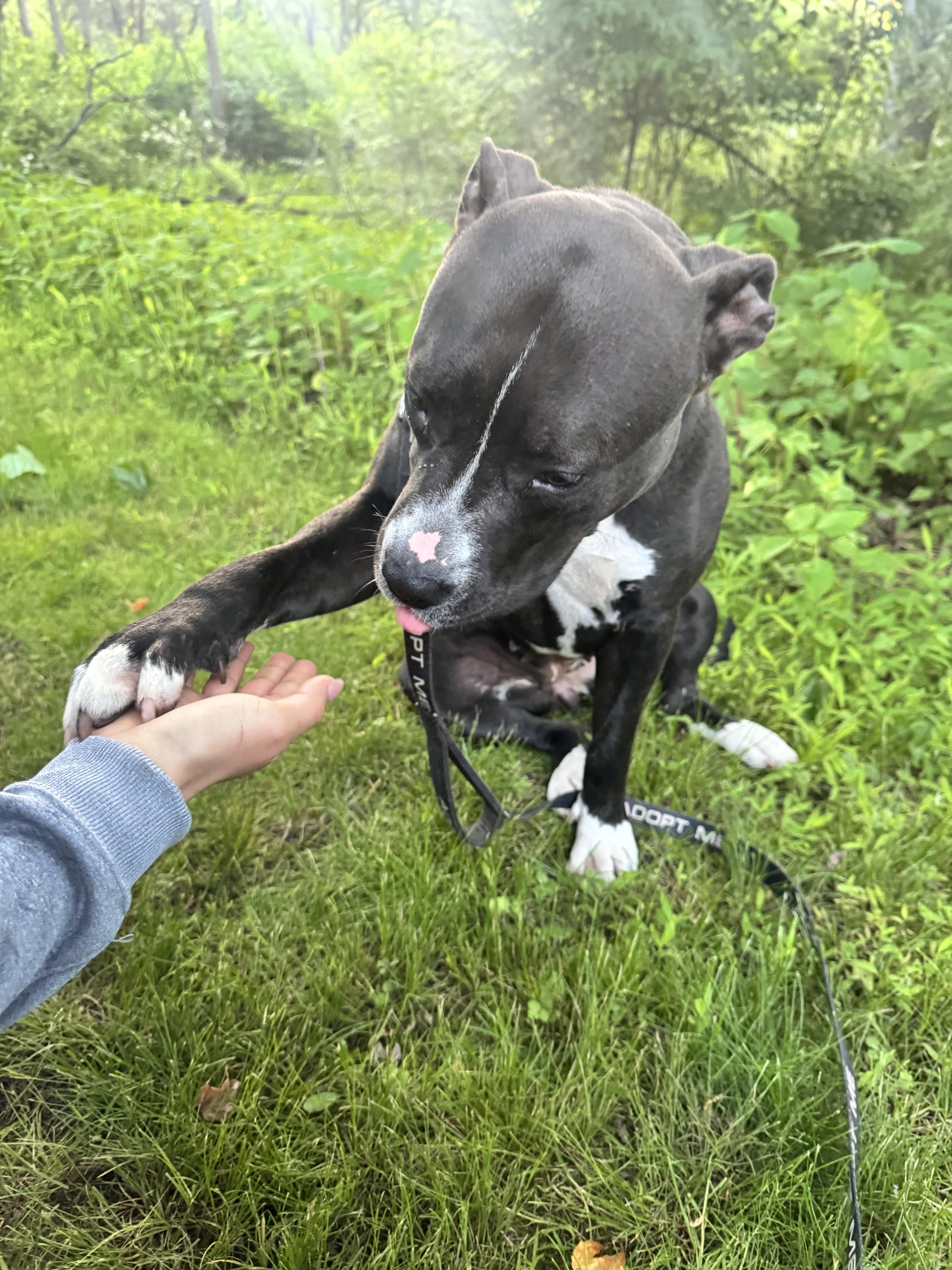 Nala, a Adoptable Pit Bull Terrier in Dillsburg, PA image 3/5