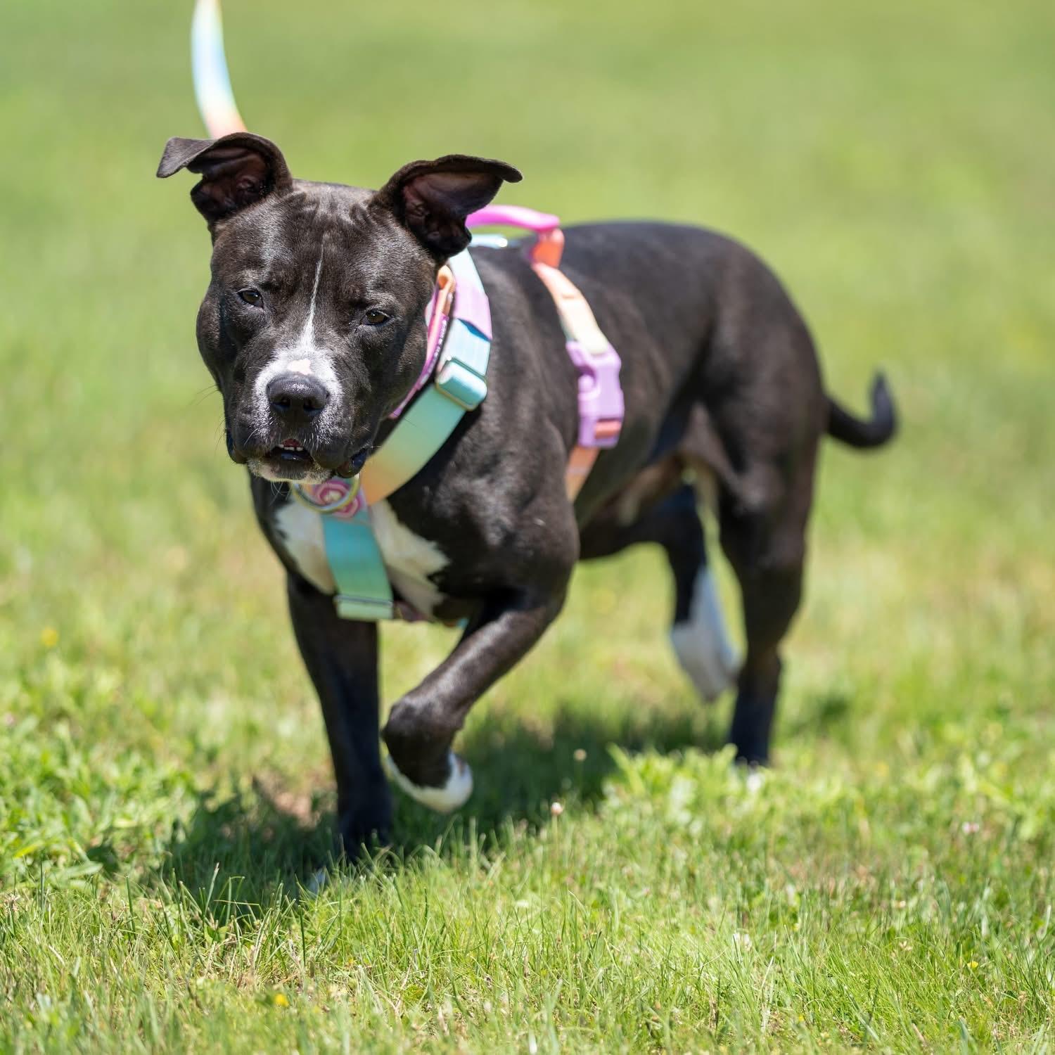 Nala, a Adoptable Pit Bull Terrier in Dillsburg, PA image 4/5