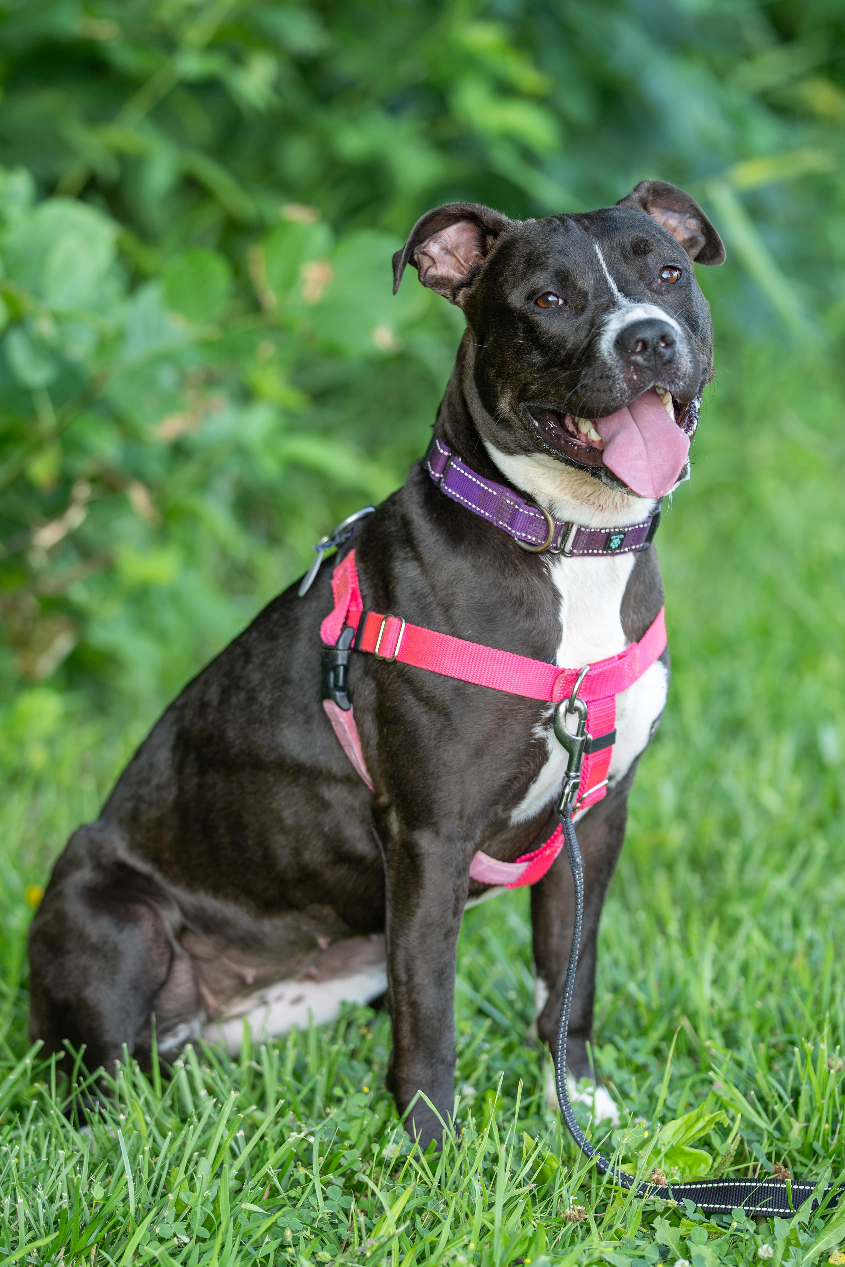 Nala, a Adoptable Pit Bull Terrier in Dillsburg, PA image 5/6