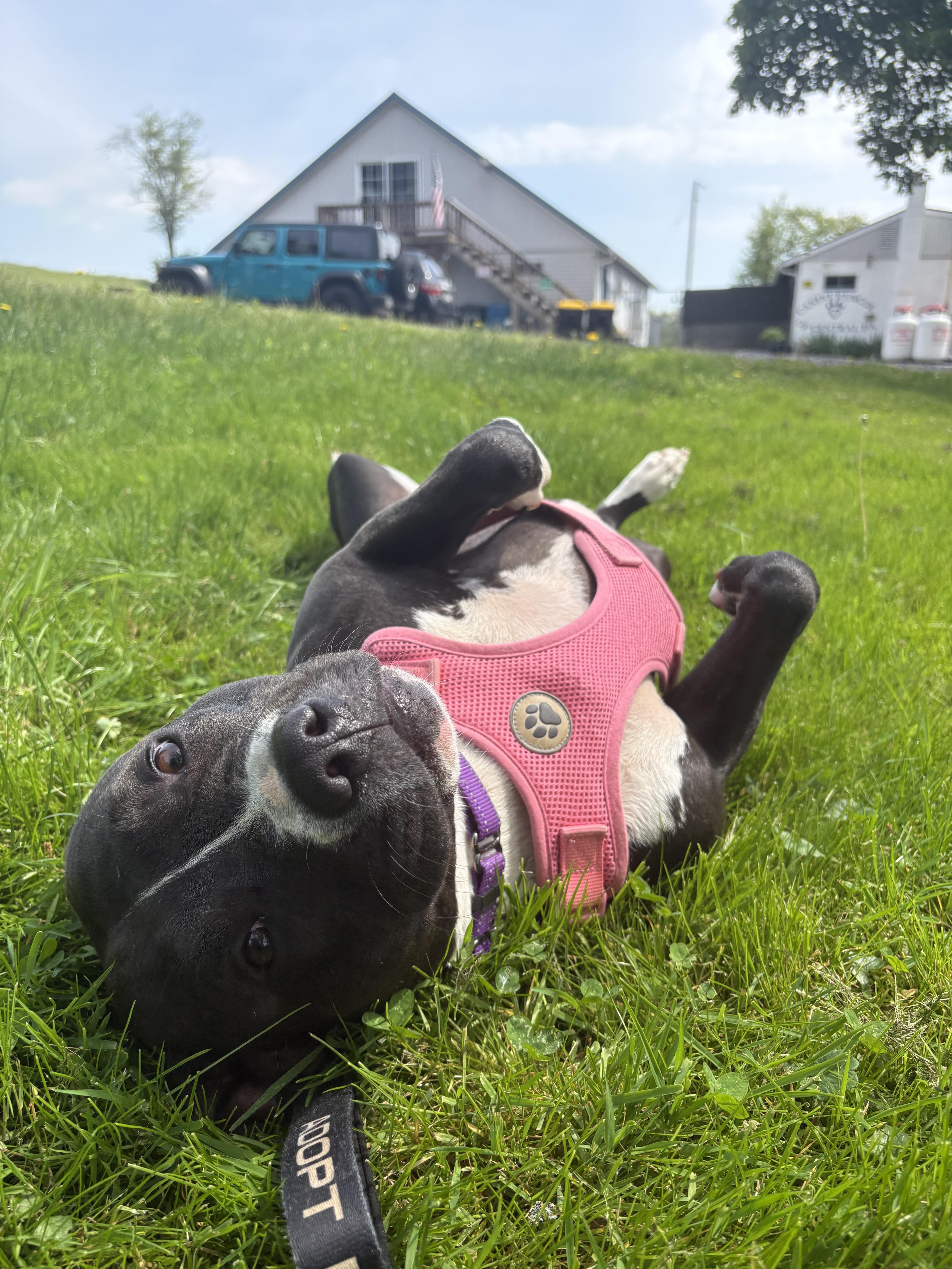 Nala, a Adoptable Pit Bull Terrier in Dillsburg, PA image 5/5