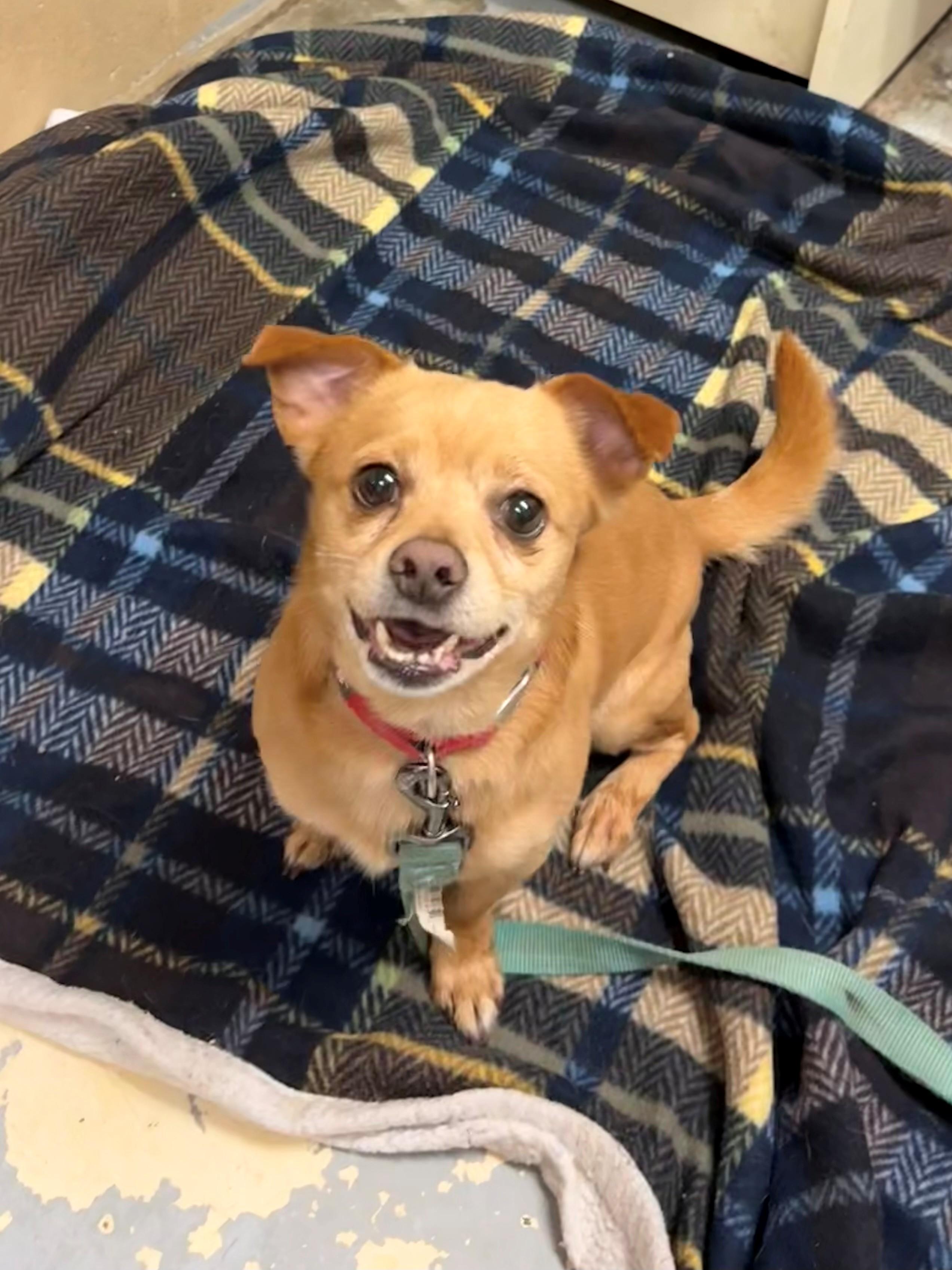 Keith, ADOPTABLE, Adult Male Chihuahua.