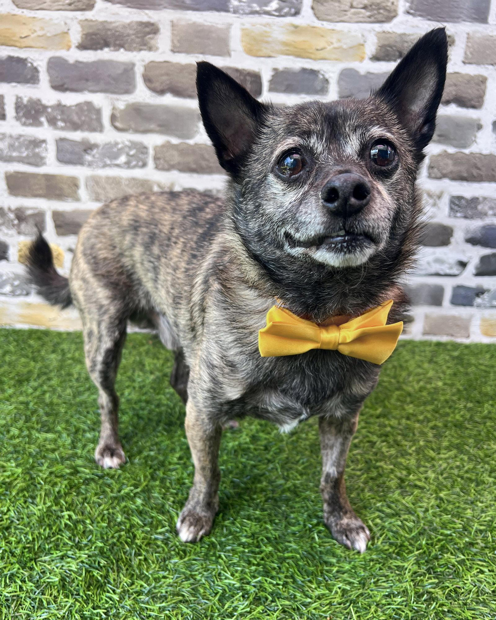 Alfalfa, Adoptable, Senior Male Chihuahua.