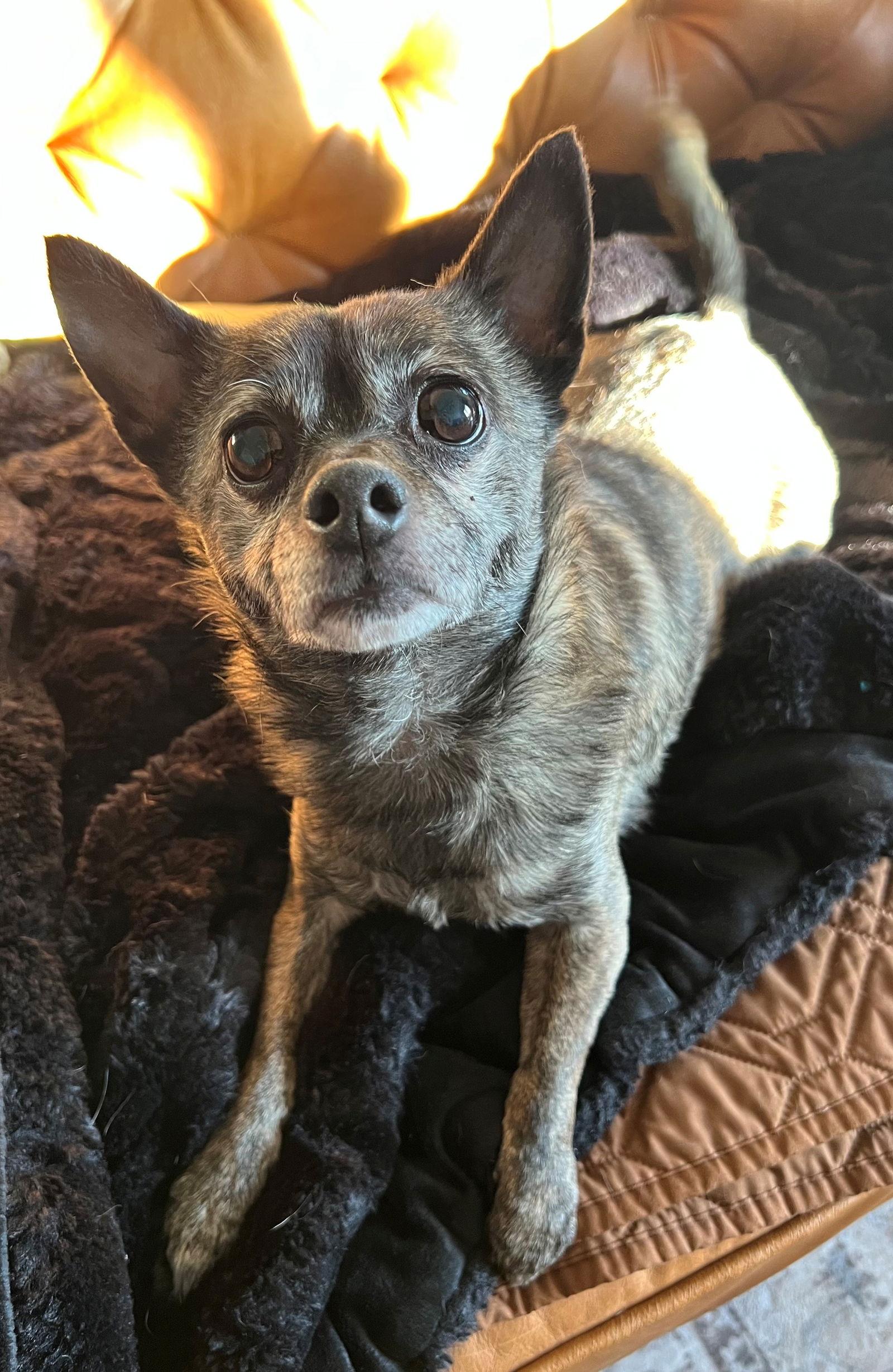 Alfalfa, a Adoptable Chihuahua in Corona, CA image 2/3