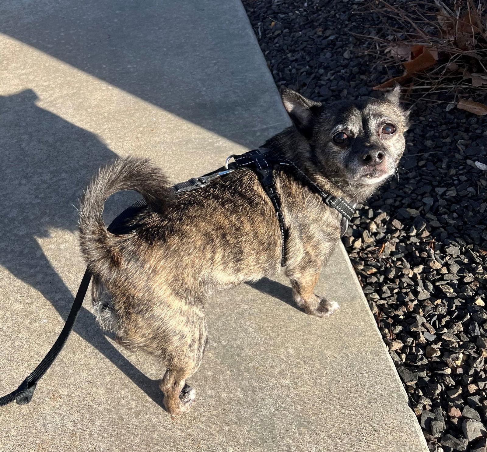 Alfalfa, a Adoptable Chihuahua in Corona, CA image 3/3