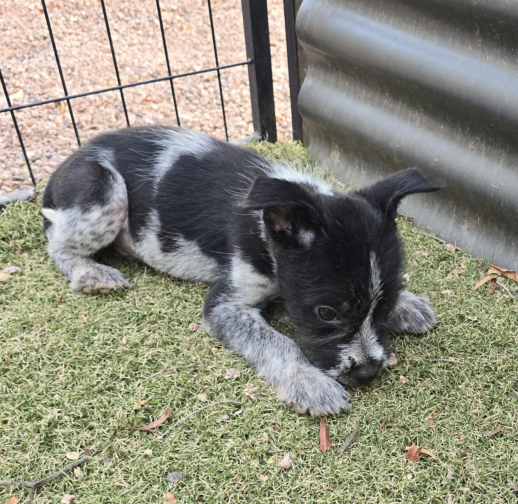 Enlarge Mario, an adoptable mixed breed in Apache Junction, AZ image 2/5