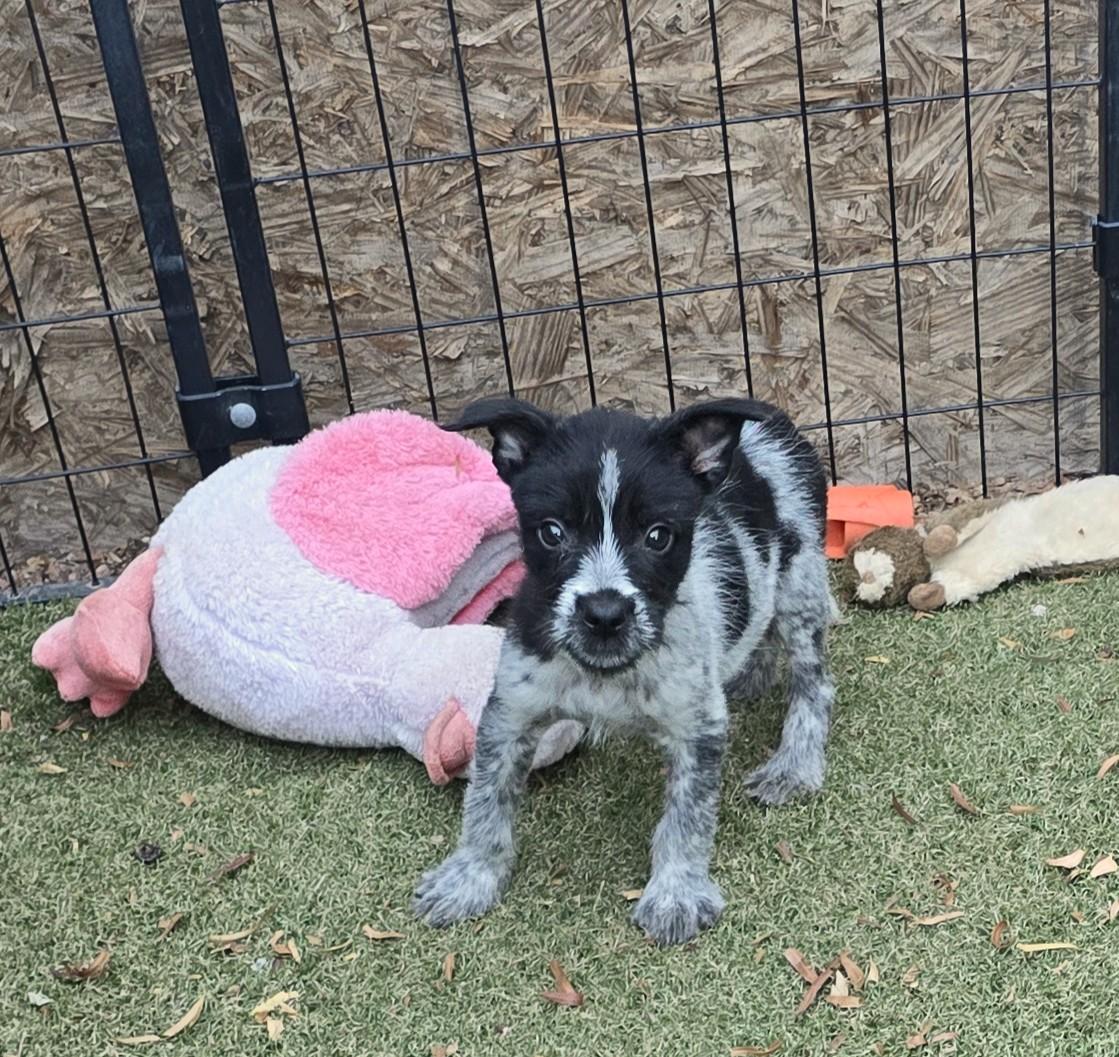 Enlarge Mario, an adoptable mixed breed in Apache Junction, AZ image 3/5