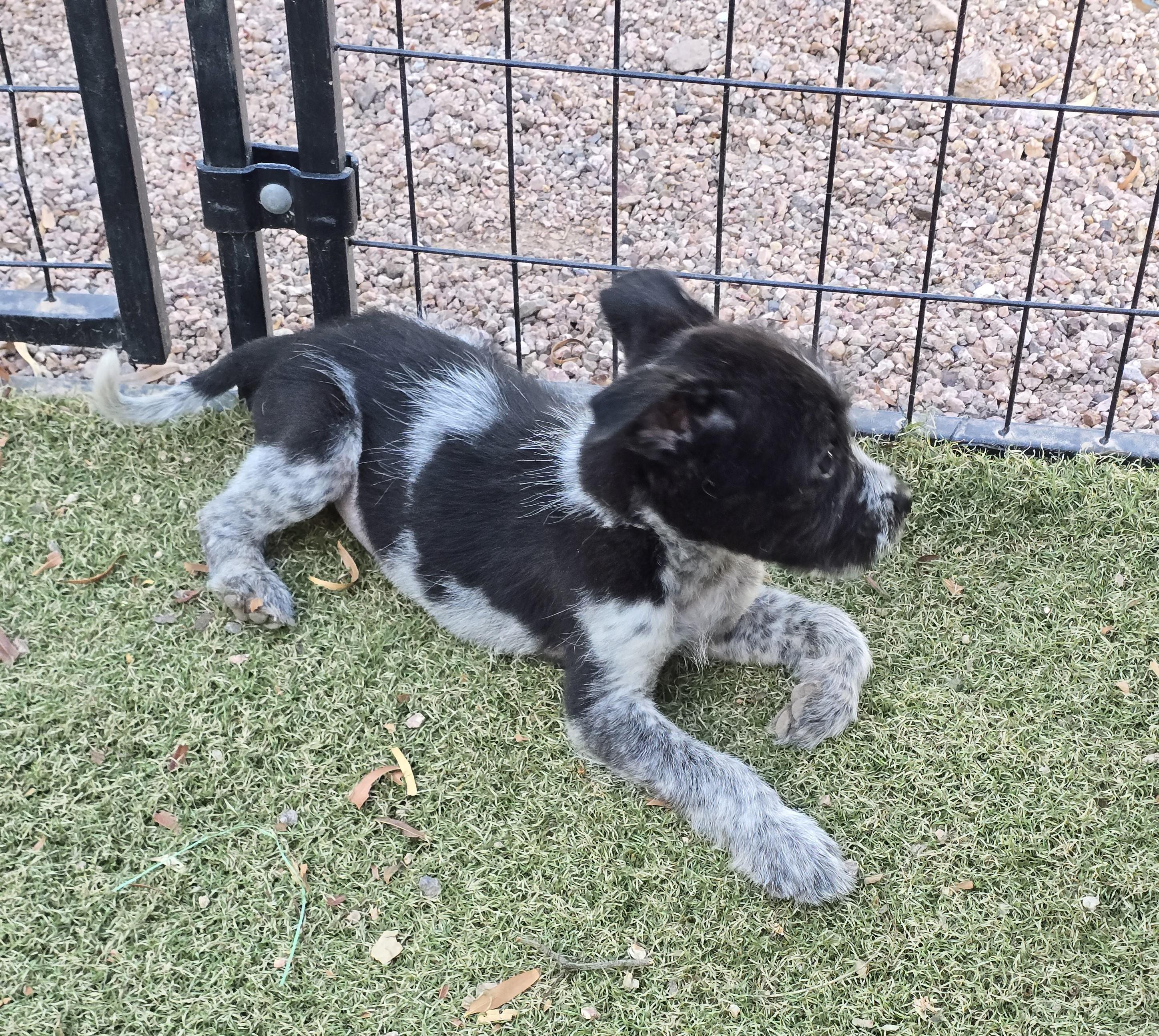 Enlarge Mario, an adoptable mixed breed in Apache Junction, AZ image 5/5
