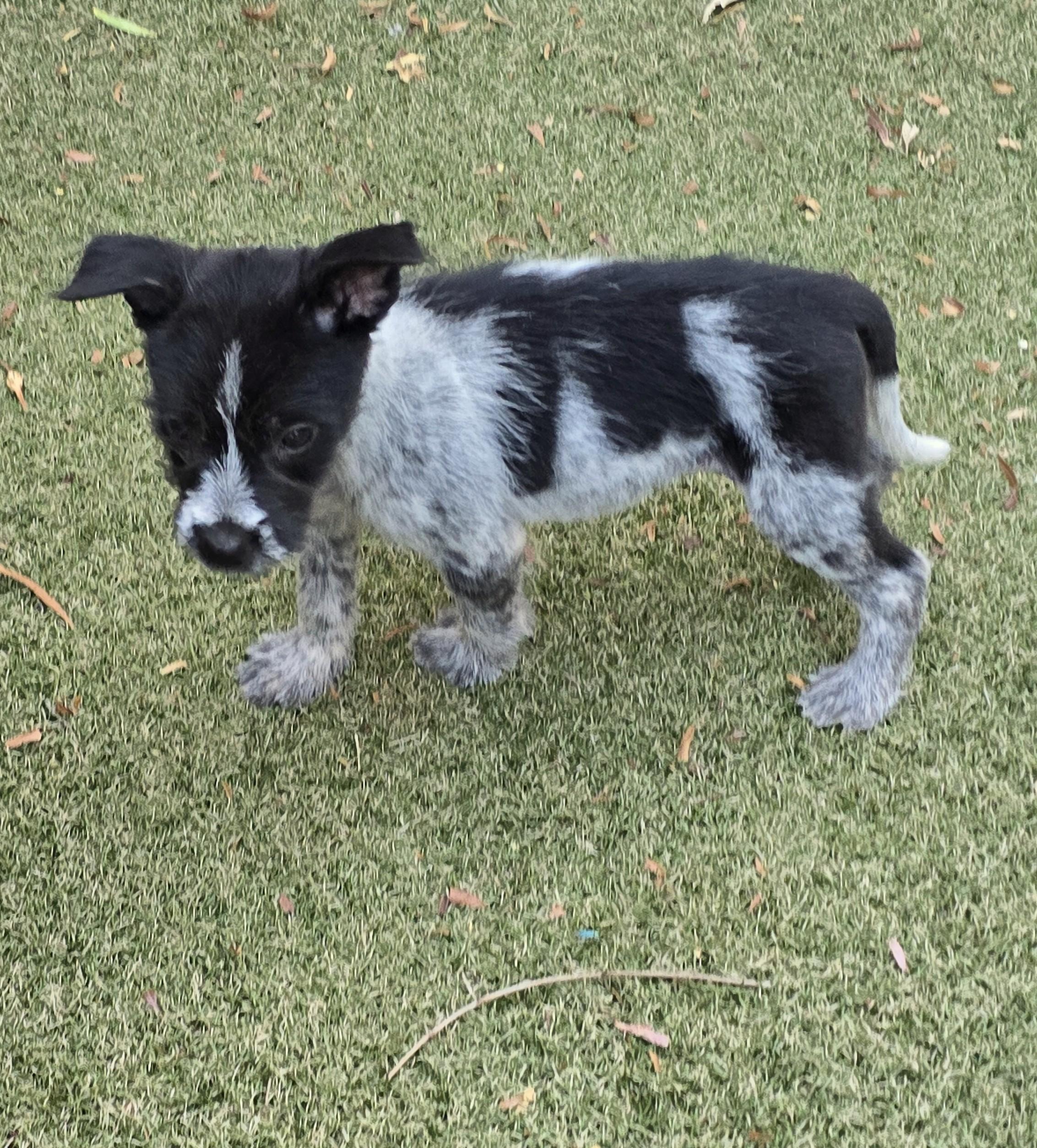 Enlarge Mario, an adoptable mixed breed in Apache Junction, AZ image 4/5