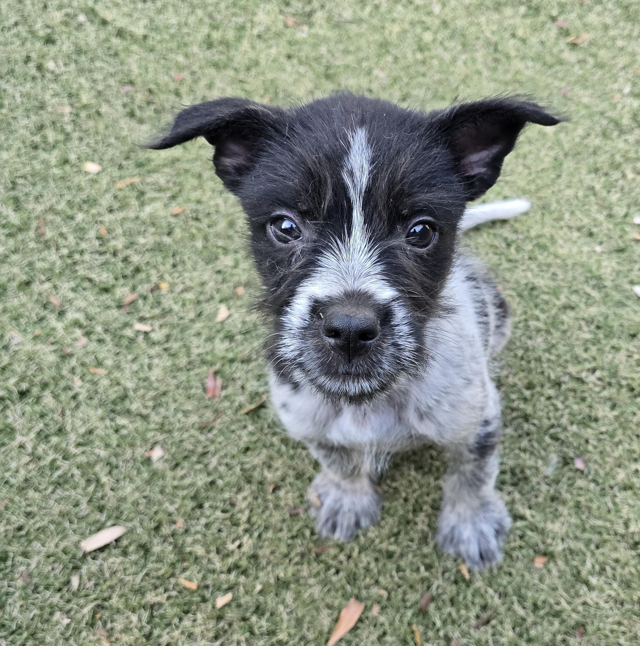 Mario, adoptable, Puppy Male Australian Cattle Dog / Blue Heeler & Australian Shepherd.