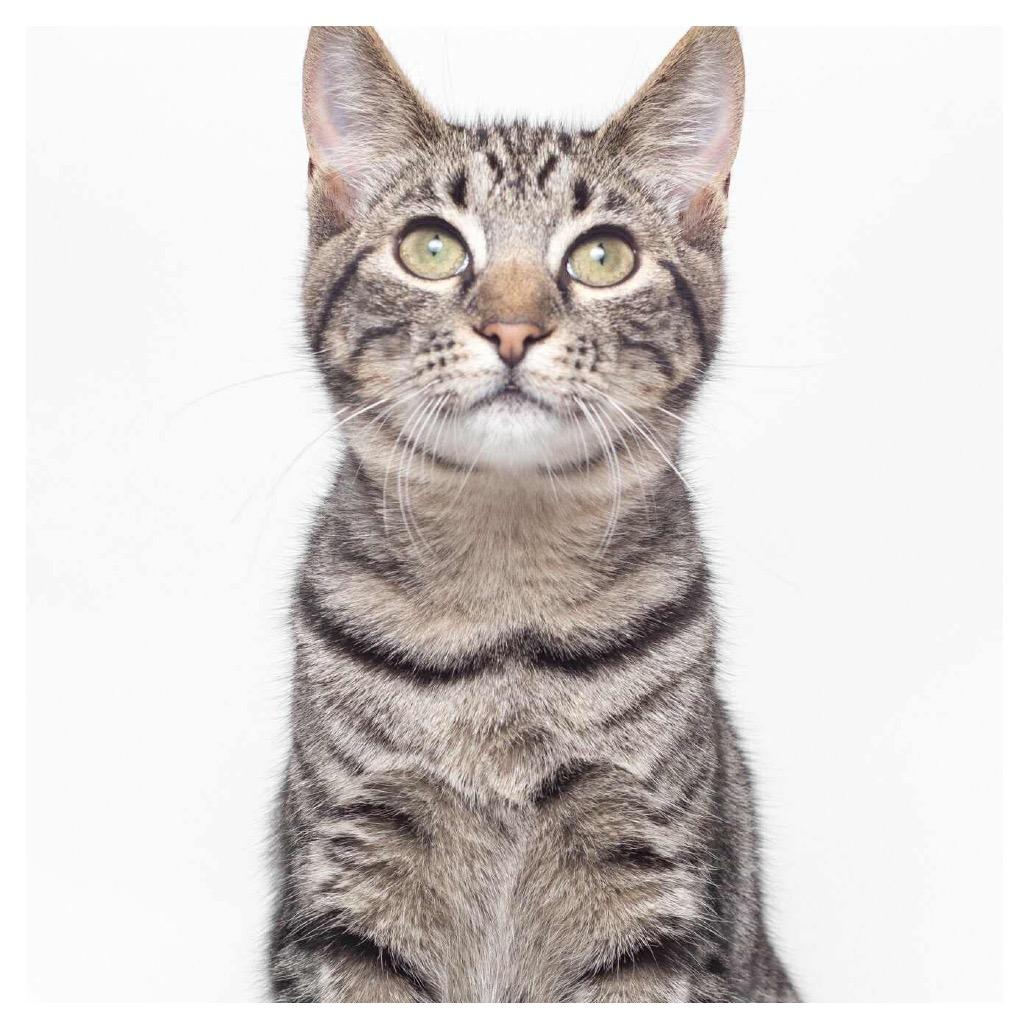 Enlarge Marley  Ox Bottom PW, a Adoptable Domestic Short Hair in Tallahassee, FL image 1/6