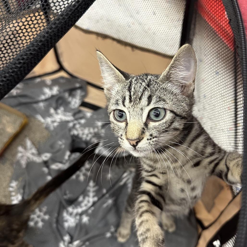 Enlarge Marley  Ox Bottom PW, a Adoptable Domestic Short Hair in Tallahassee, FL image 4/5