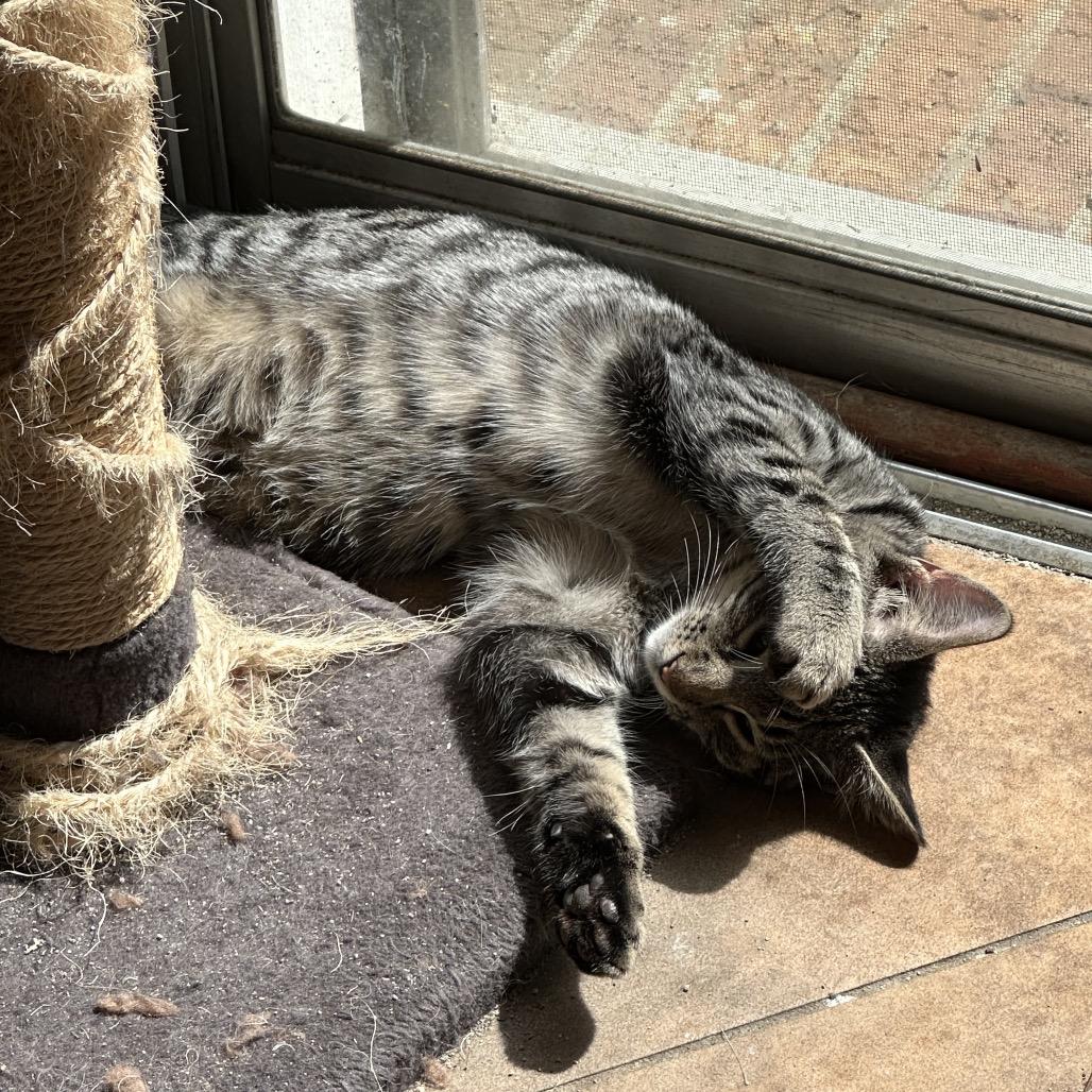 Marley  Ox Bottom PW, Adoptable, Young Female Domestic Short Hair.