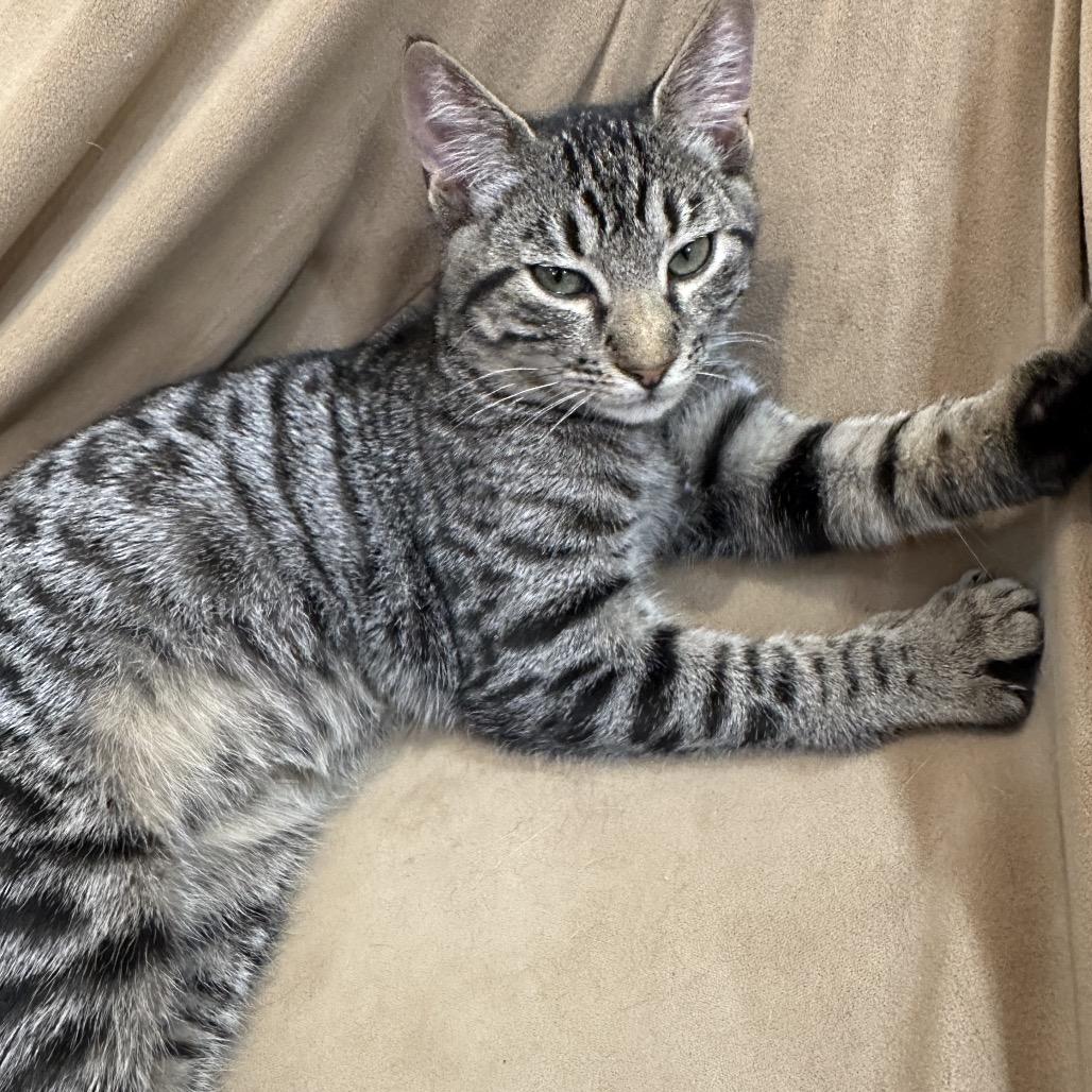 Enlarge Marley  Ox Bottom PW, a Adoptable Domestic Short Hair in Tallahassee, FL image 3/5