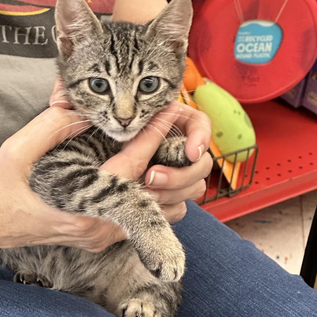 Enlarge Marley  Ox Bottom PW, a Adoptable Domestic Short Hair in Tallahassee, FL image 5/5