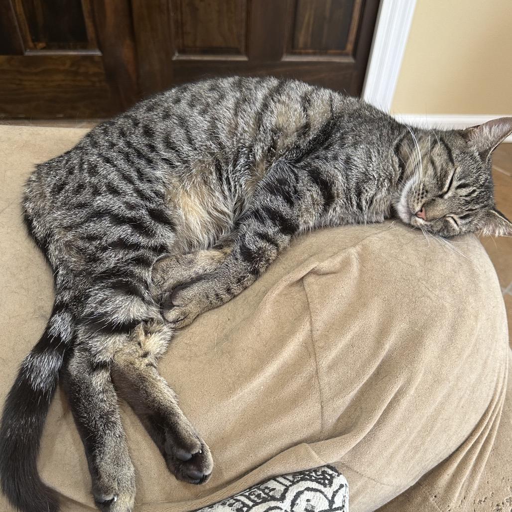 Enlarge Marley  Ox Bottom PW, a Adoptable Domestic Short Hair in Tallahassee, FL image 2/5