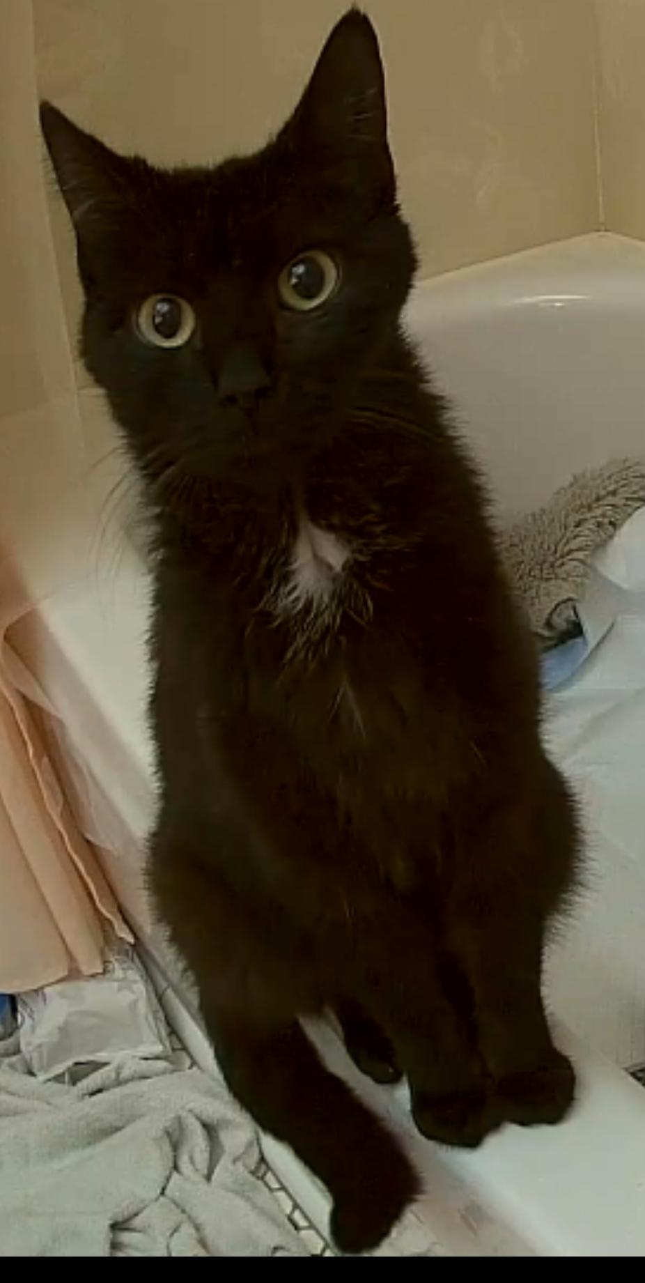 Enlarge Emma, a Adopted Domestic Short Hair in Fremont, CA image 1/1