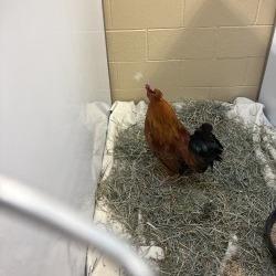 Burrito, Adoptable, Young Male Chicken.