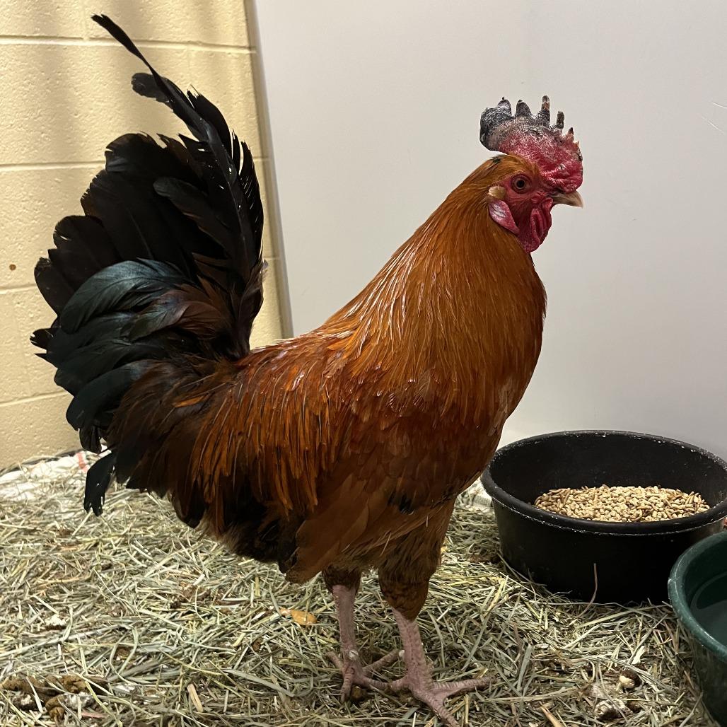 Enlarge Burrito, a Adoptable Chicken in Cheyenne, WY image 2/2
