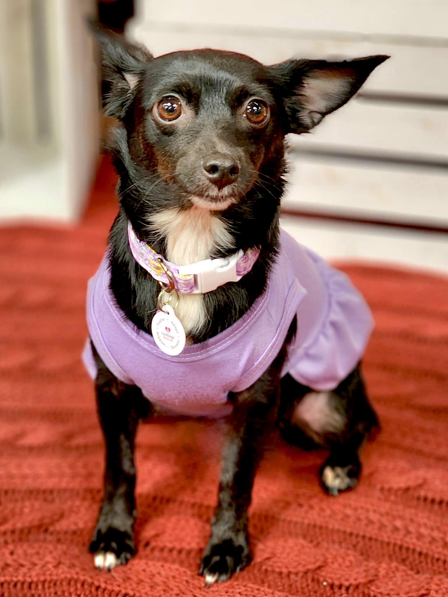 Enlarge Onyx, a ADOPTABLE mixed breed in Corona Del Mar, CA image 2/3