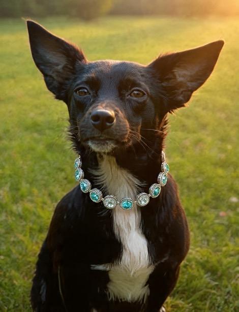 Enlarge Onyx, a ADOPTABLE mixed breed in Corona Del Mar, CA image 1/3