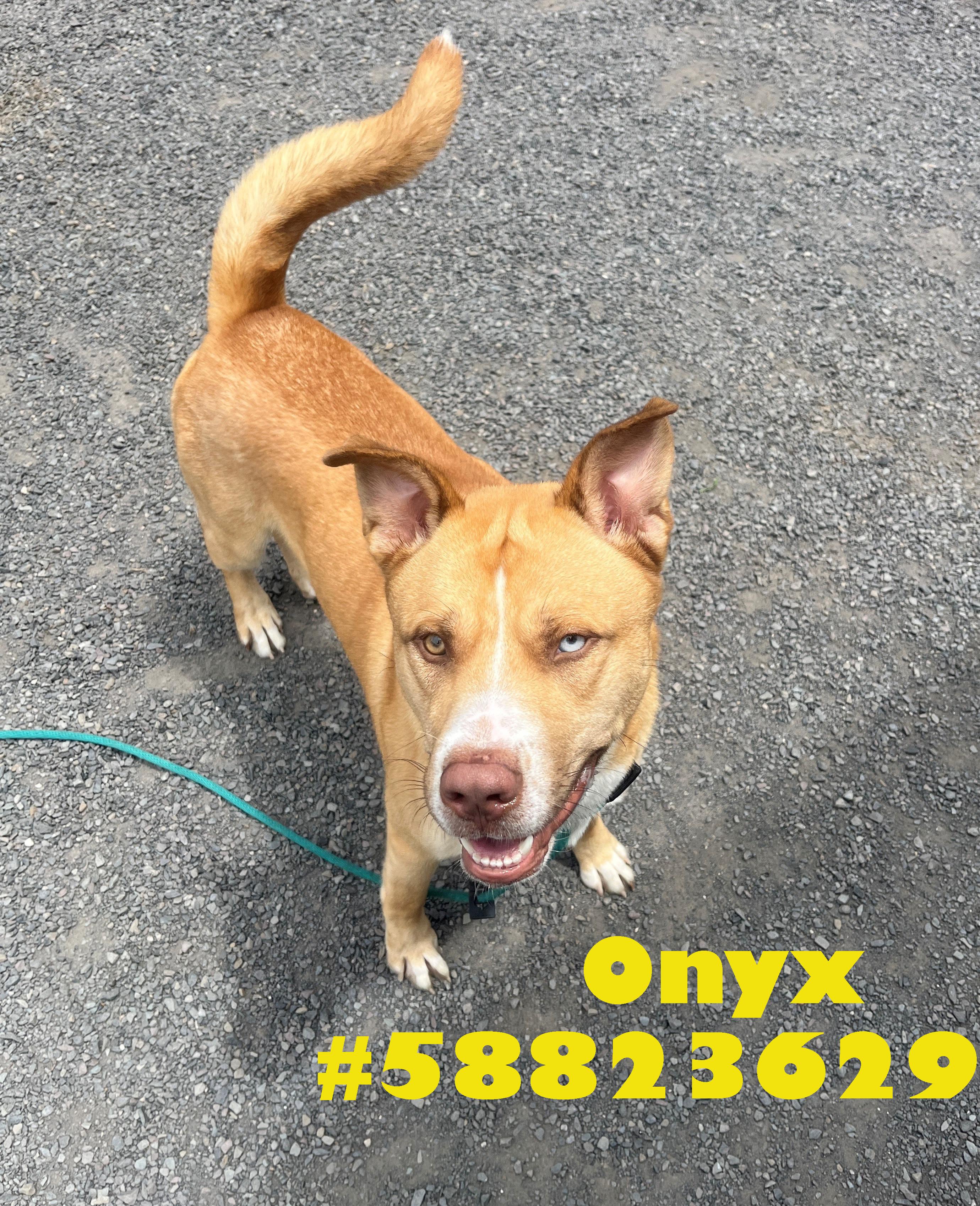 Enlarge Onyx , a ADOPTABLE mixed breed in Wilkes Barre, PA image 1/1