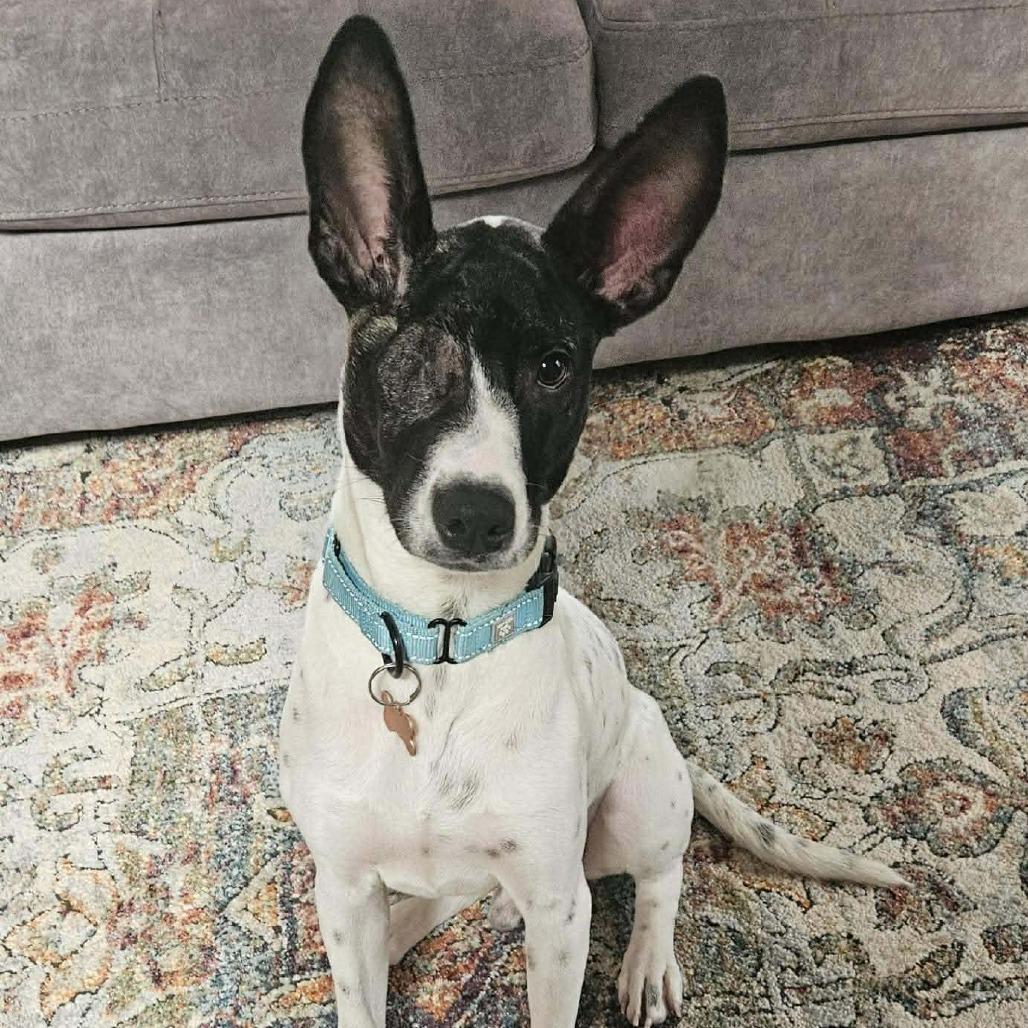 Chance **Sponsored Adoption!**, Adoptable, Young Male Mixed Breed.