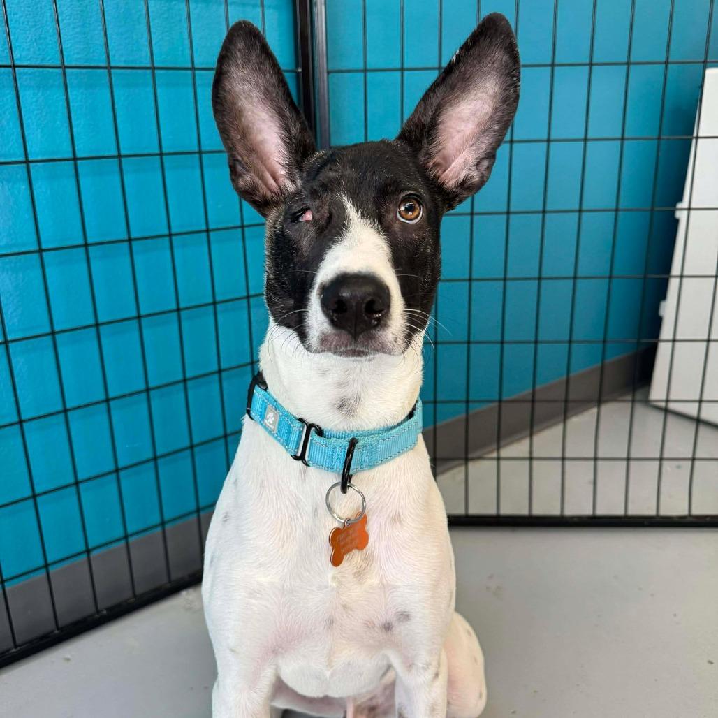 Enlarge Chance, a Adoptable Mixed Breed in Bend, OR image 1/6