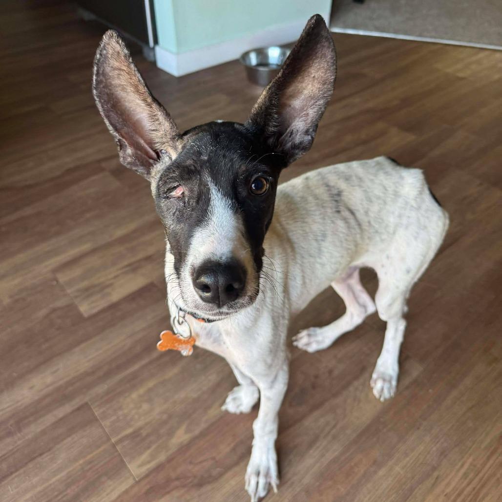 Chance, Adoptable, Young Male Mixed Breed.