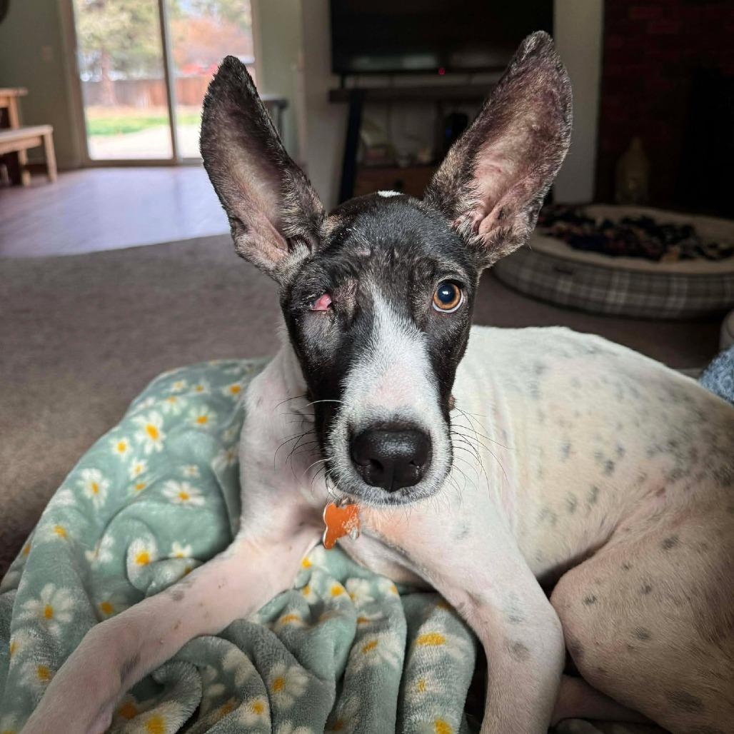 Chance, a Adoptable Mixed Breed in Bend, OR image 2/3