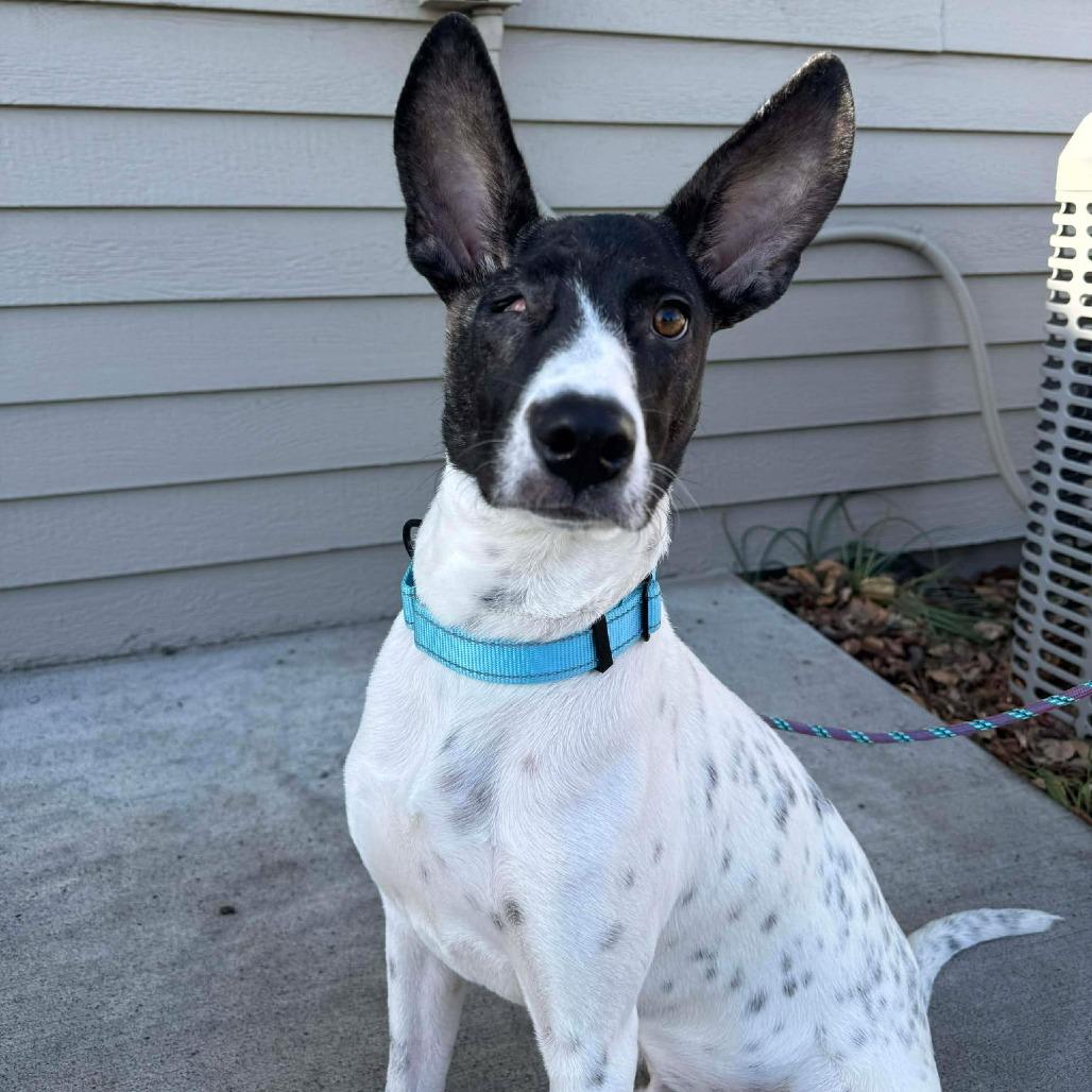 Enlarge Chance, a Adoptable Mixed Breed in Bend, OR image 5/6