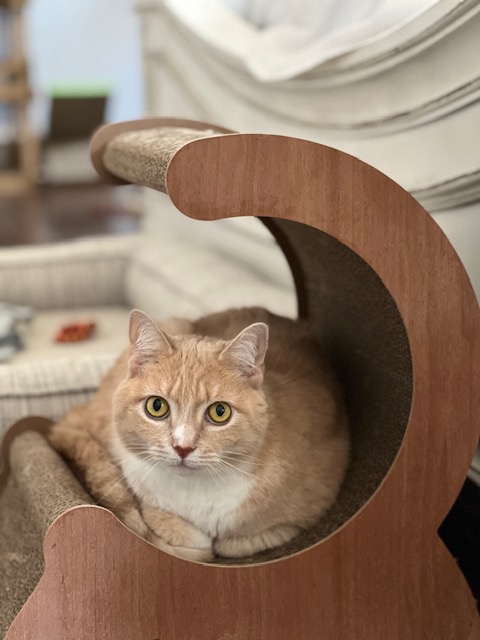 Nala, Adult Female unknown