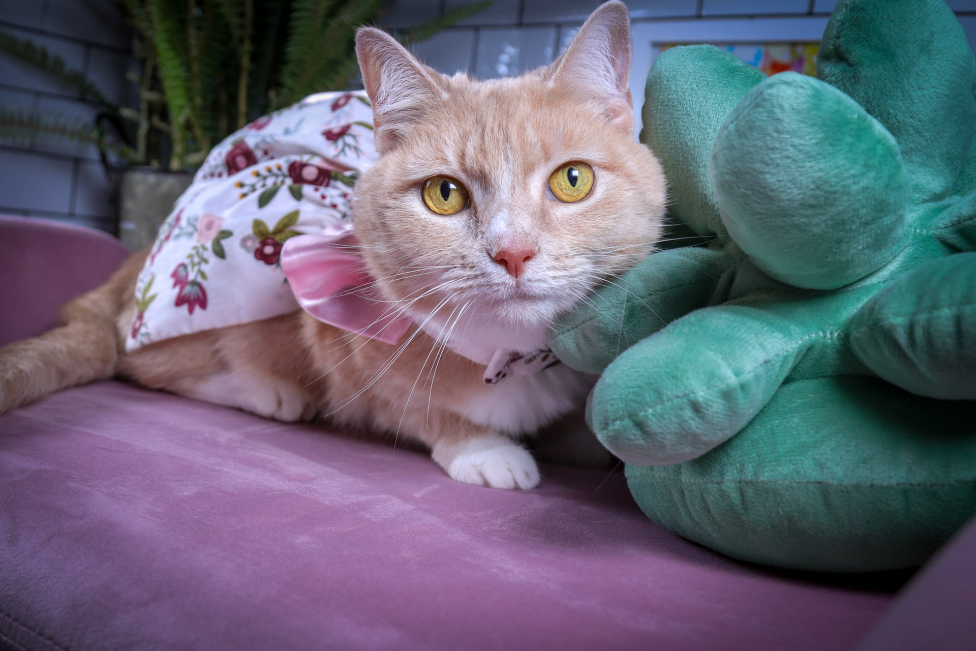 Nala photo 3
