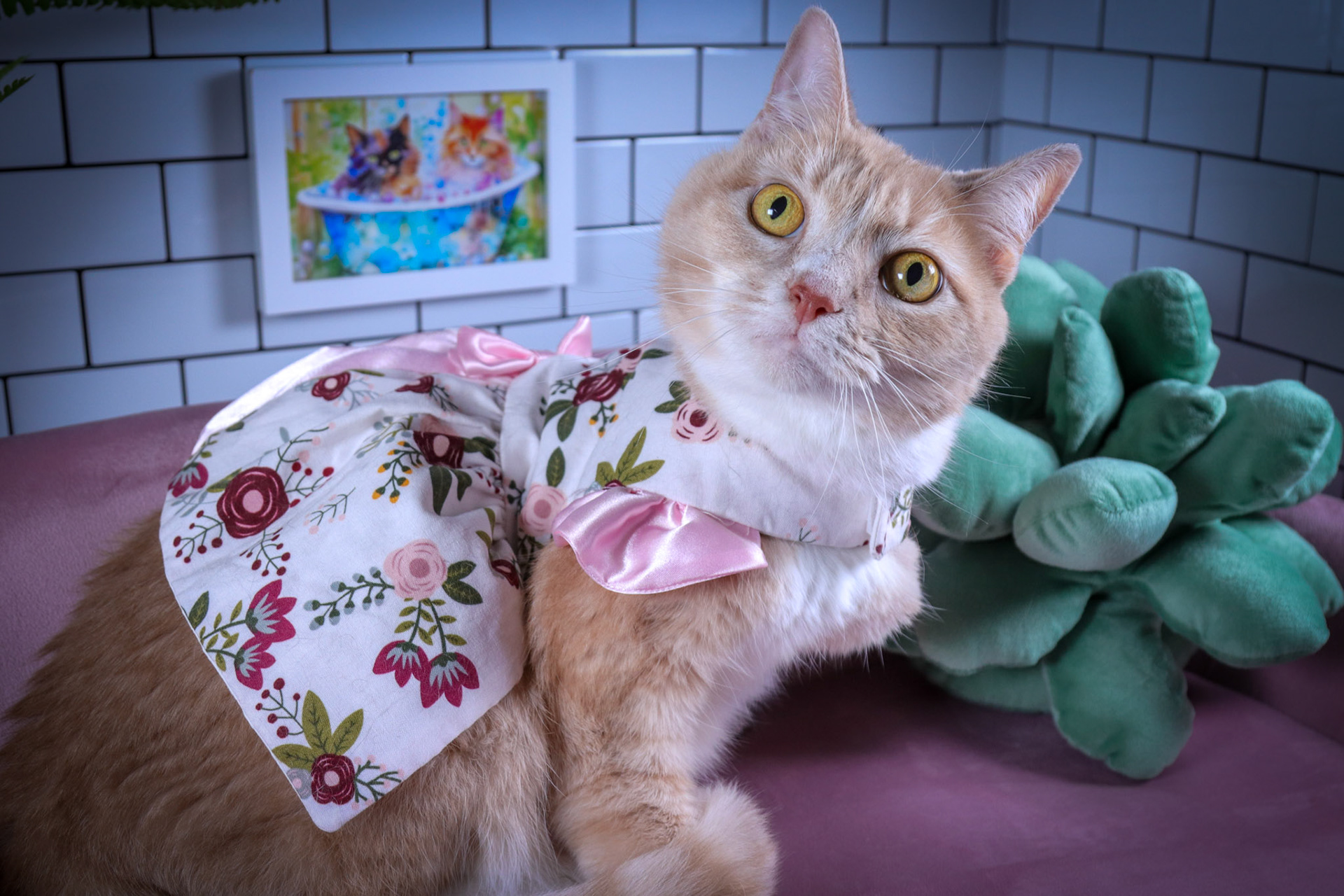 Nala photo 4