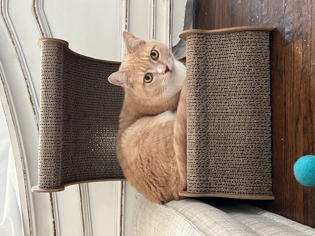 Nala photo 6
